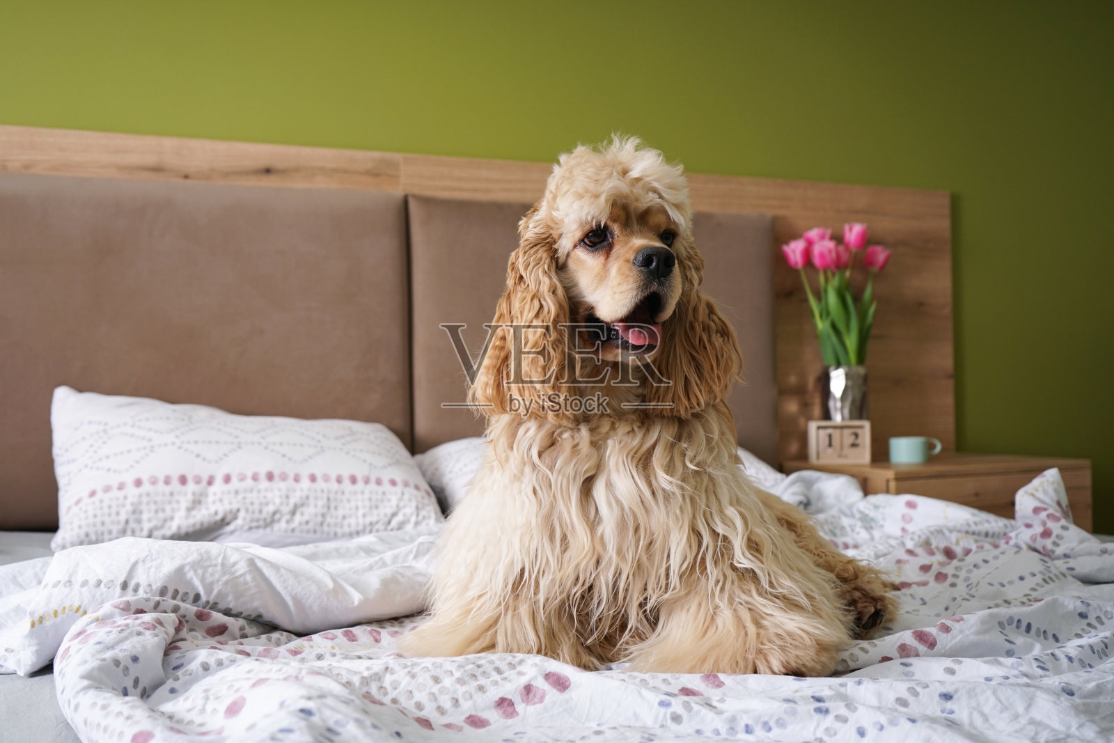 年轻的美国可卡犬躺在床上。室内客厅。照片摄影图片