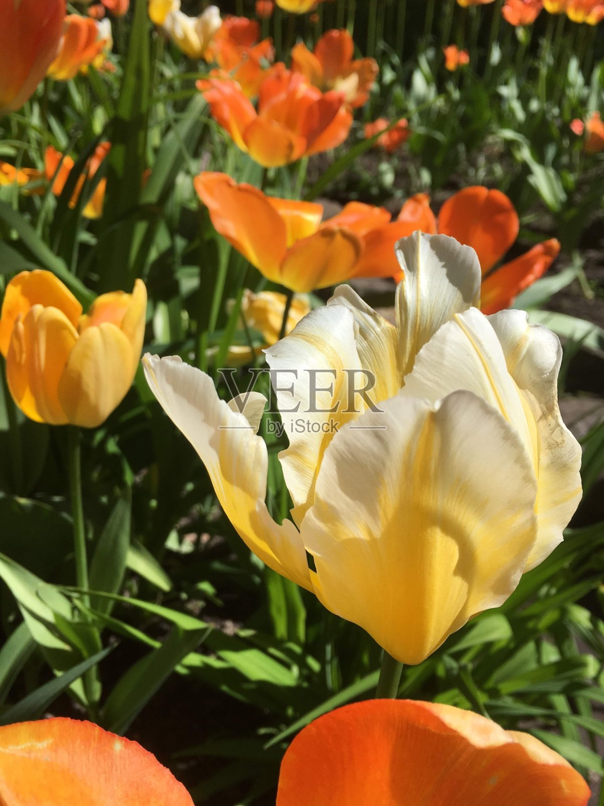 在中央公园的文化和休息在圣彼得堡埃拉金岛的郁金香节照片摄影图片