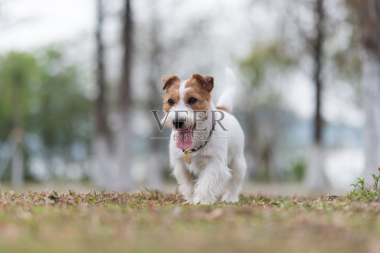 杰克罗素梗在草地上玩耍照片摄影图片