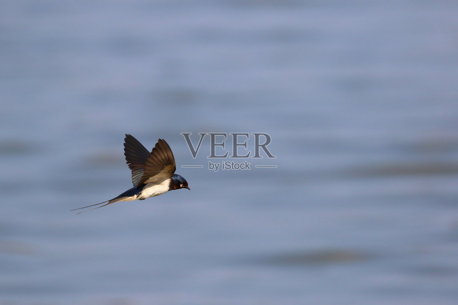 吞下鸟照片摄影图片