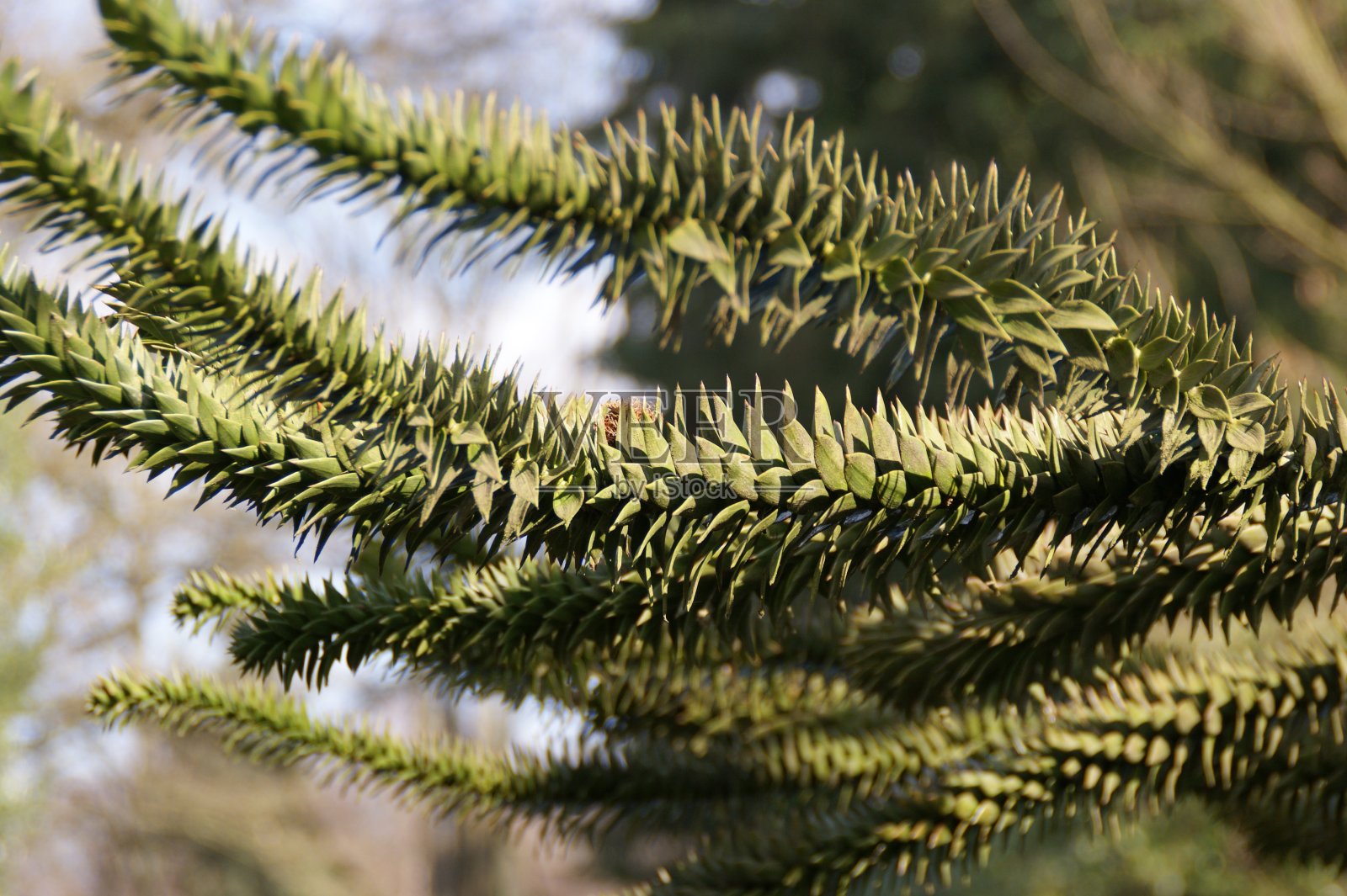 一种针叶树的分支照片摄影图片