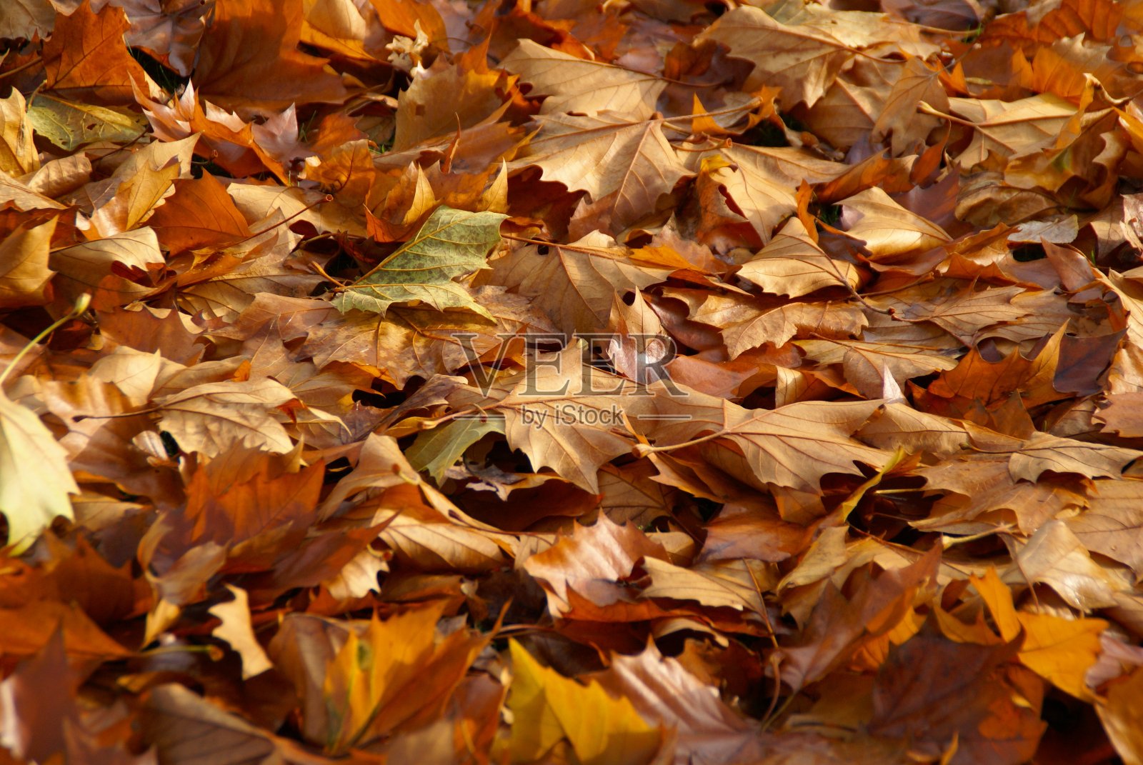 秋天的落叶照片摄影图片