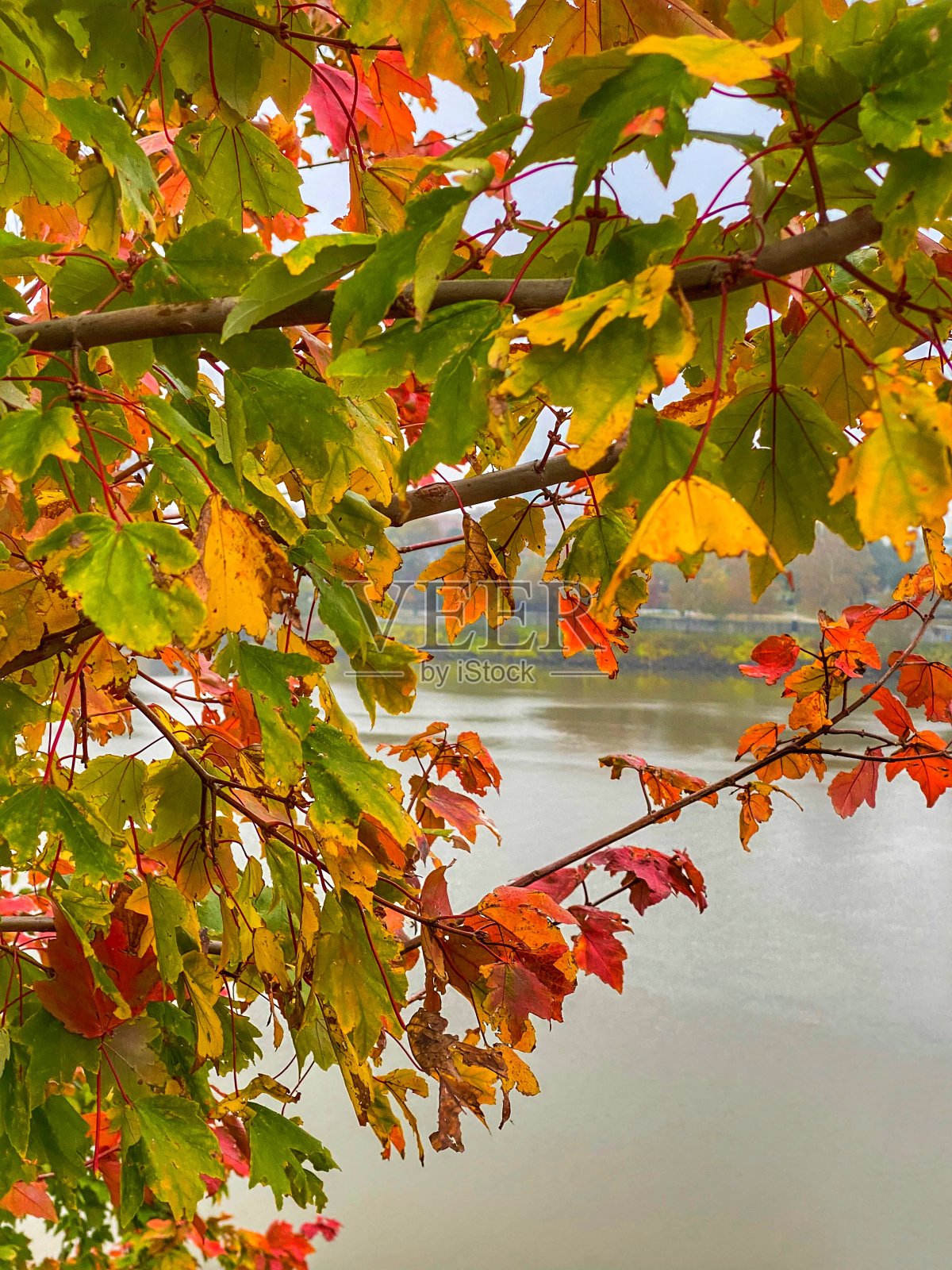 阿肯色河上的秋叶照片摄影图片