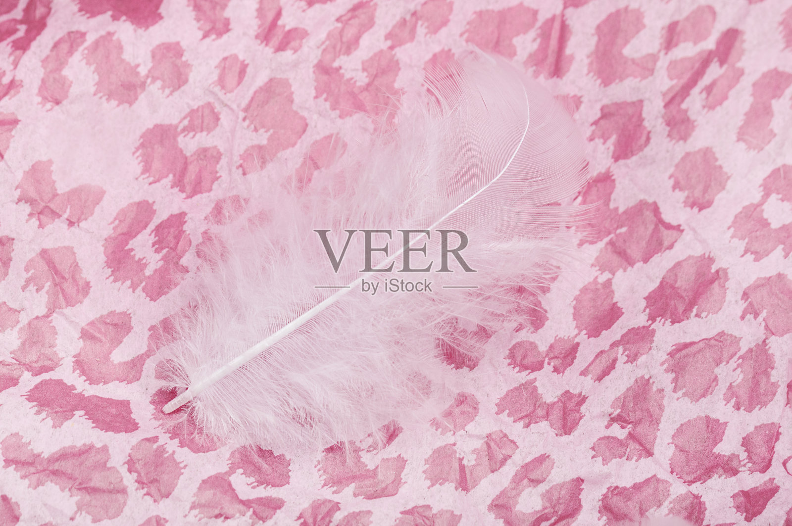 白色羽毛装饰在精致的粉红色纸上。浪漫明信片的创意照片摄影图片