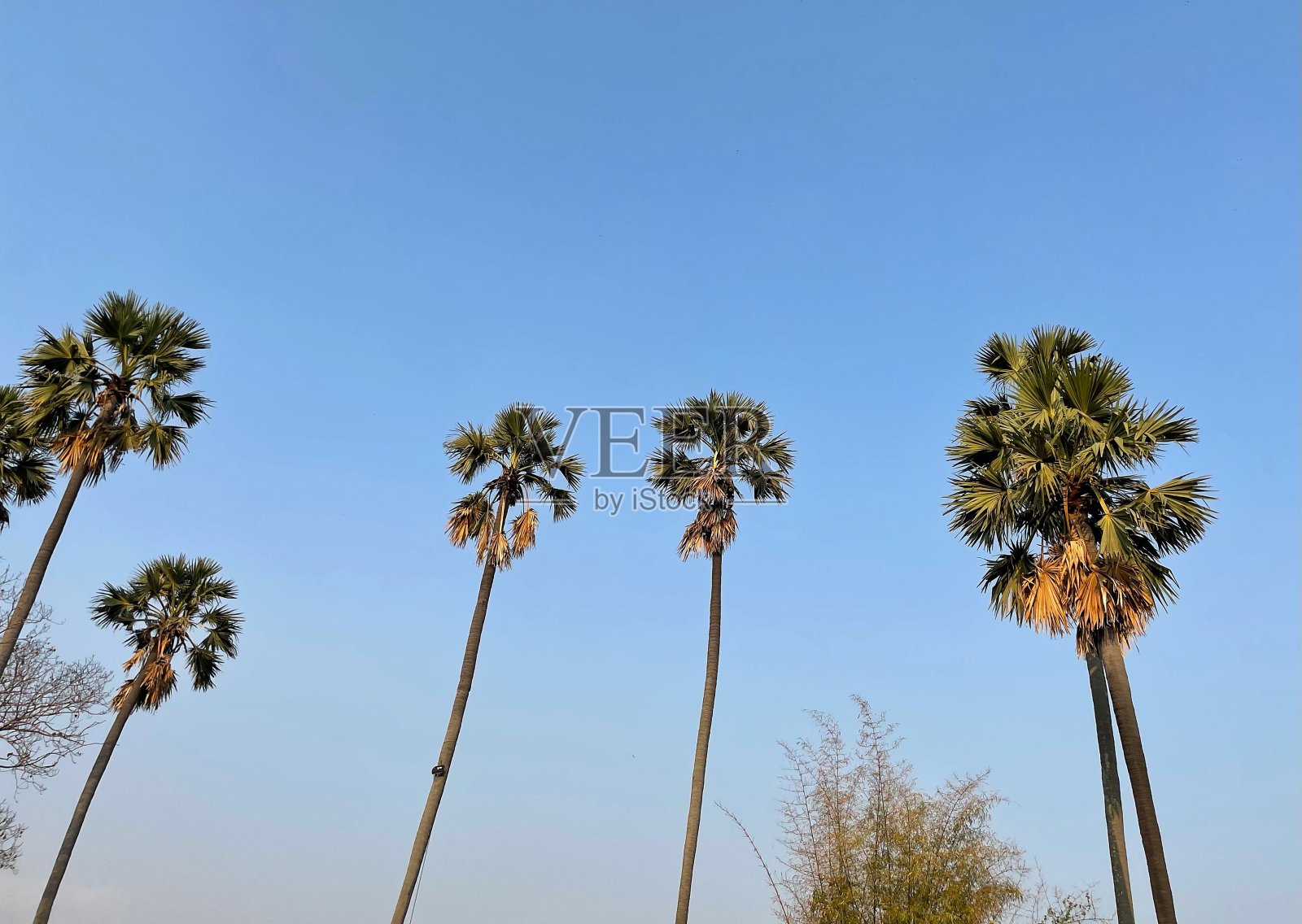 许多椰子树与天空的背景照片摄影图片