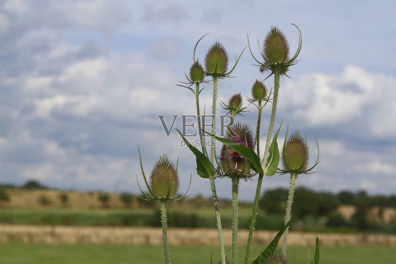 夏天有花的植物和花照片摄影图片