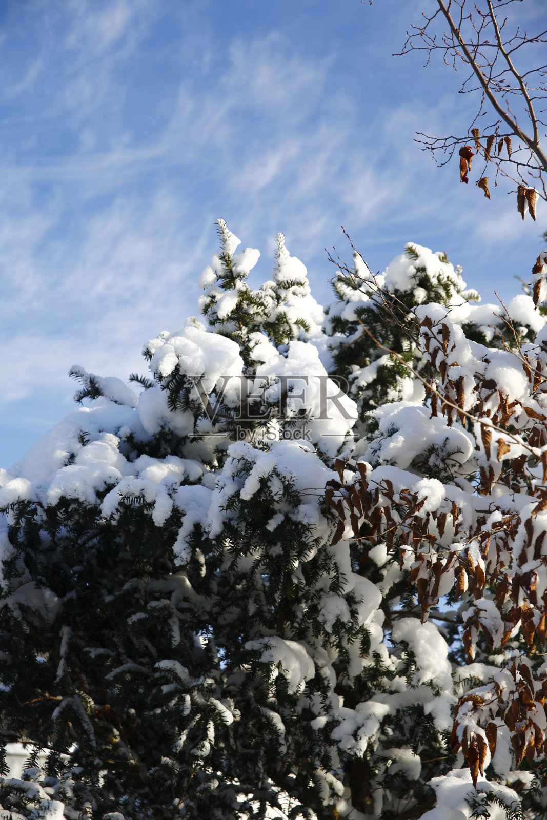 美丽的植物和花在冬天照片摄影图片