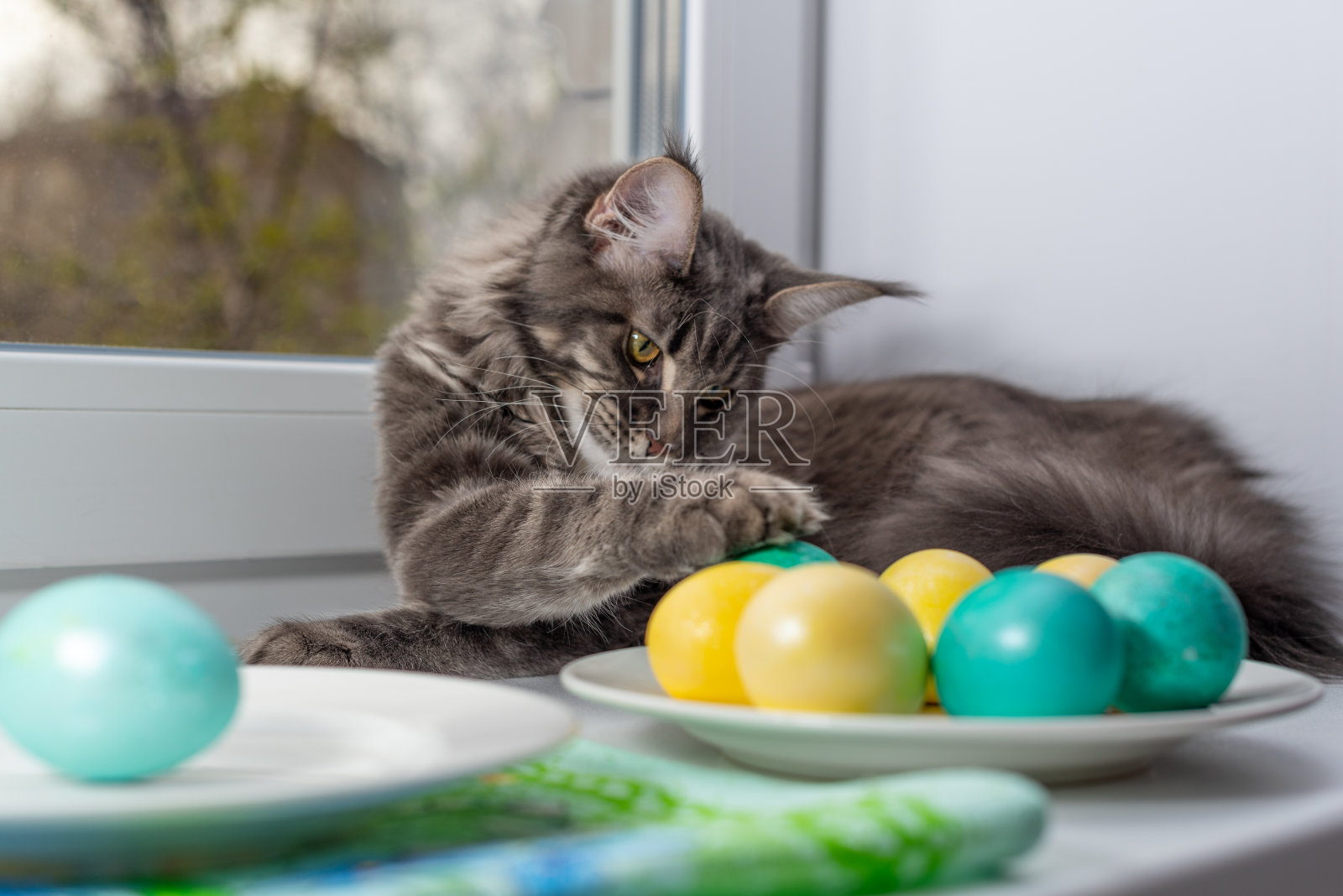 这只猫试图扰乱拍照过程。照片摄影图片