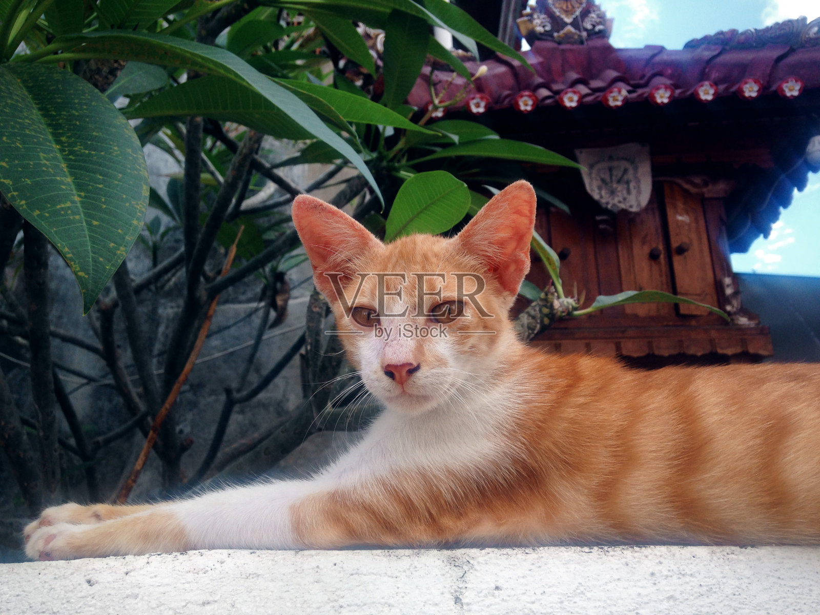 狮身人面像的猫头对着镜头，在巴厘神庙墙上放松的小猫的一侧照片摄影图片