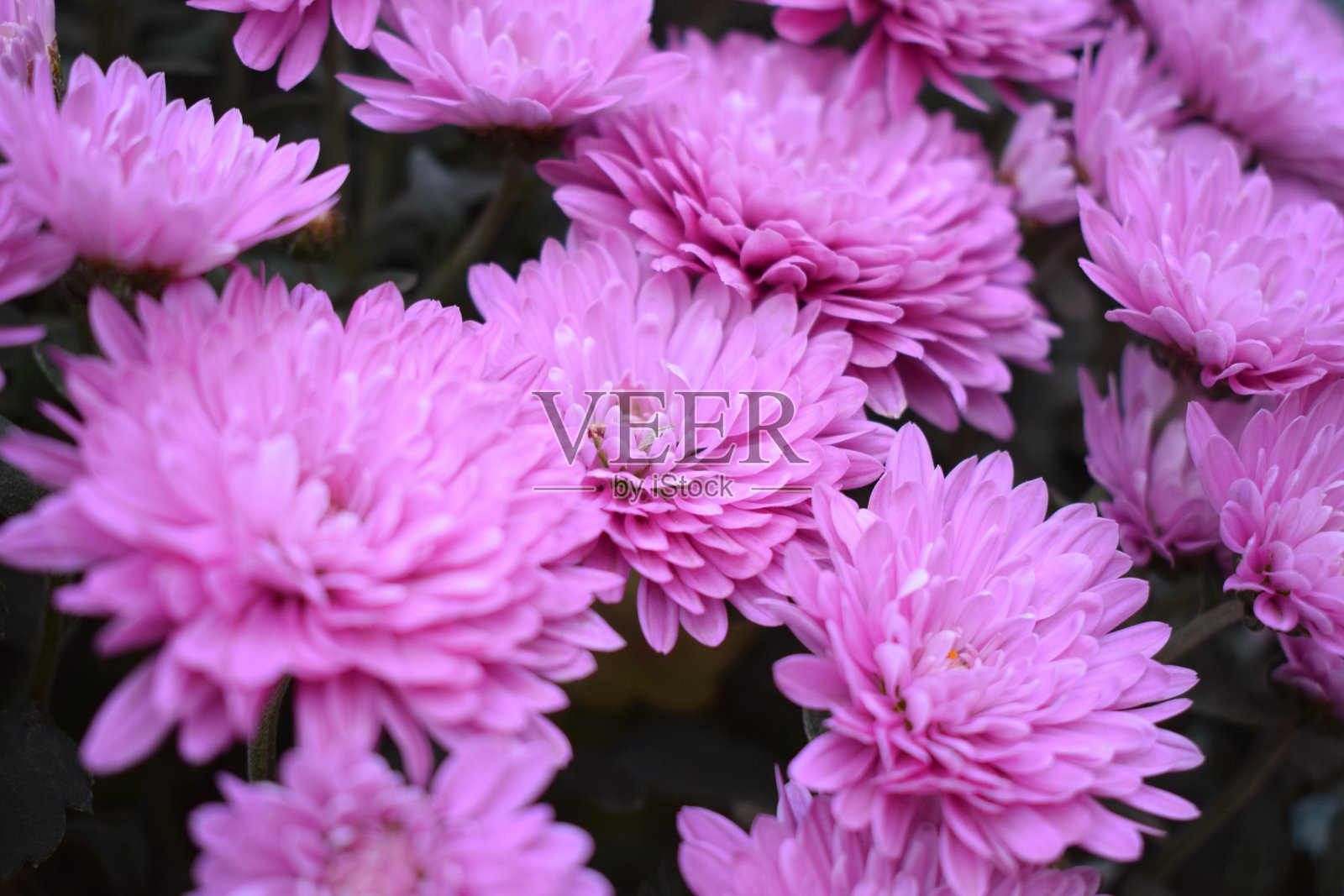 花园里盛开着紫色的菊花照片摄影图片