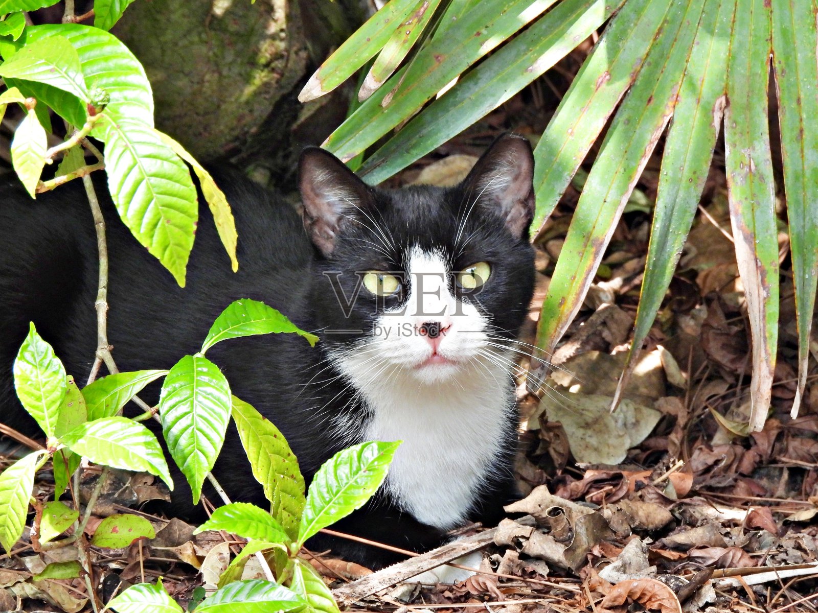 野猫(Felis catus)坐在树林里看着相机照片摄影图片