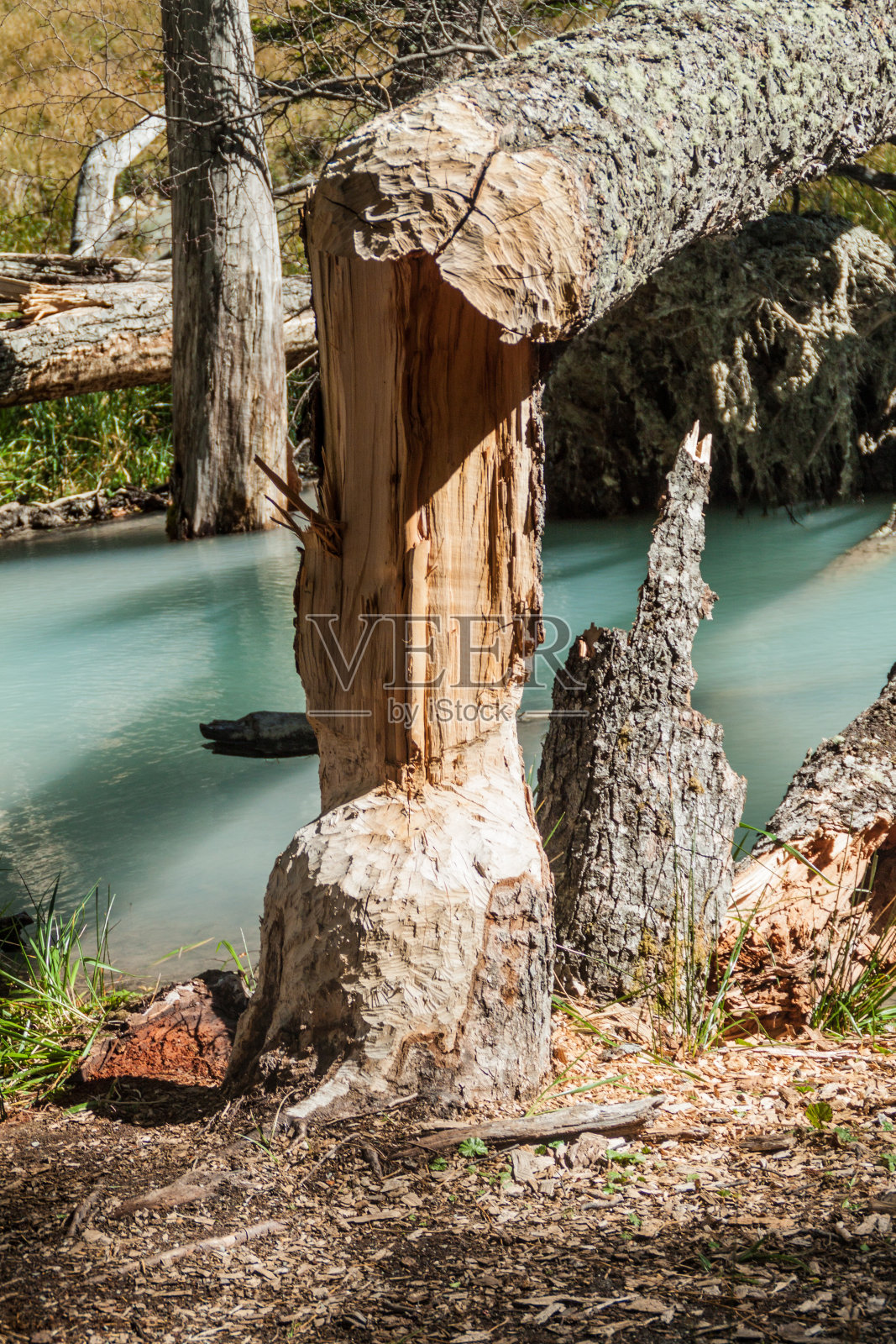 阿根廷火地岛的一棵树被海狸砸倒照片摄影图片