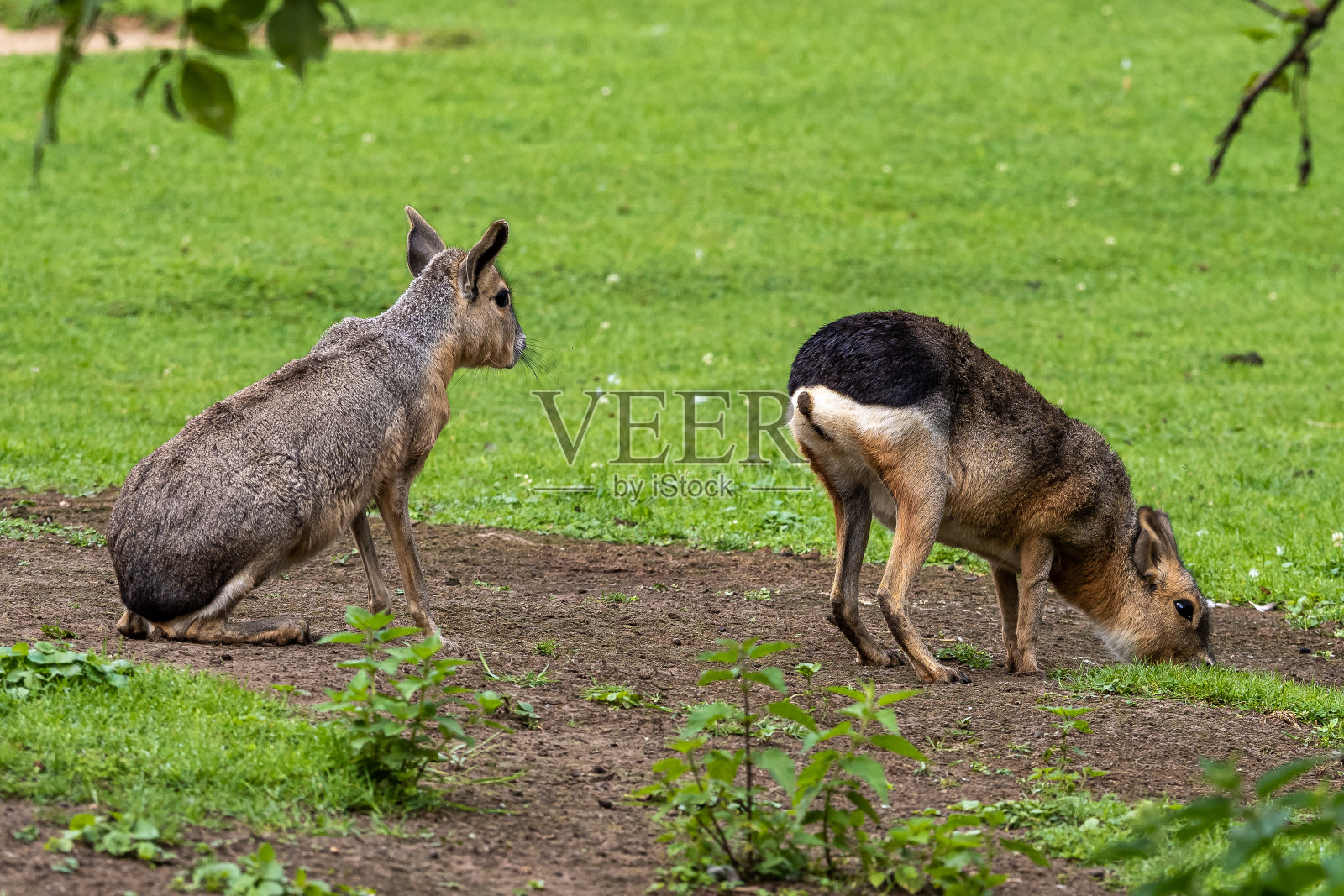 巴塔哥尼亚马拉，巴塔哥尼亚Dolichotis patagonum是豚鼠的近亲照片摄影图片