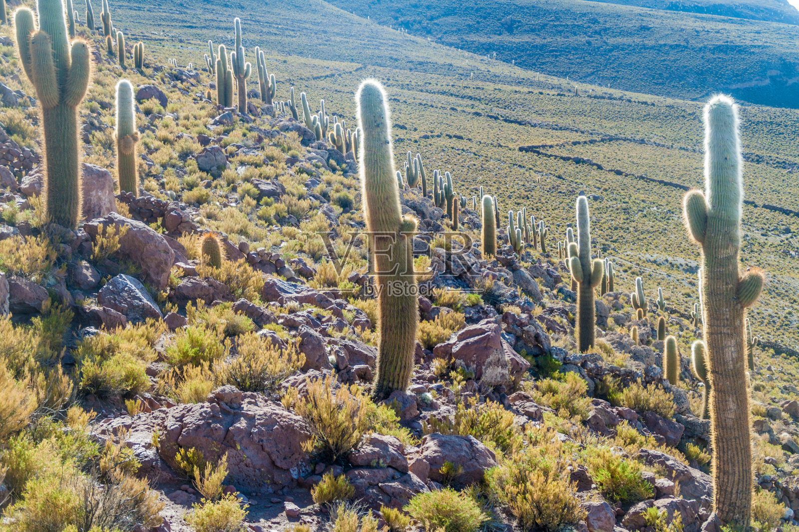 在玻利维亚的乌尤尼盐滩周围的一座山上，一群巨大的仙人掌照片摄影图片