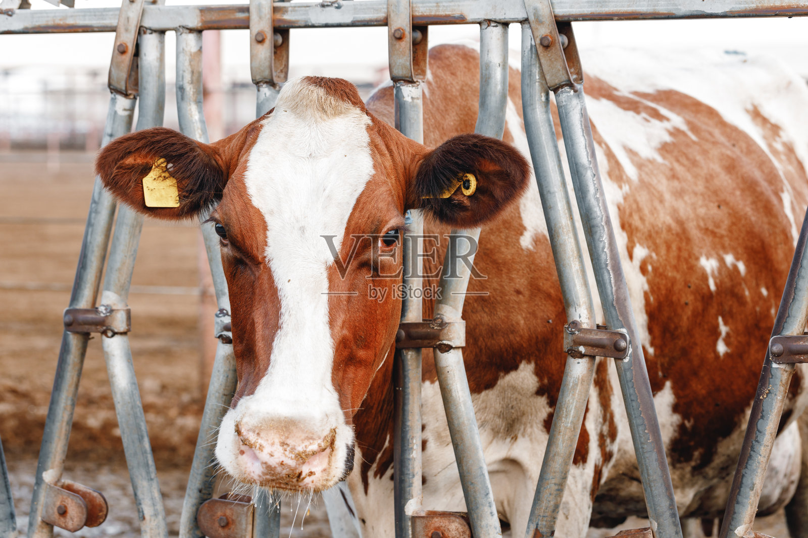牛栏里的一头牛照片摄影图片