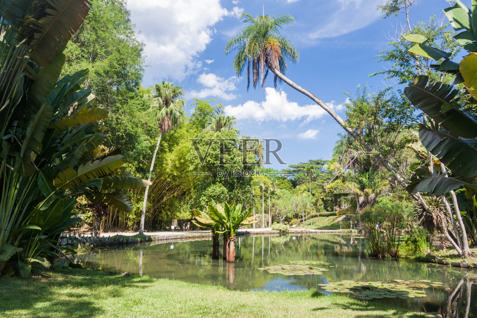位于里约热内卢的植物园照片摄影图片