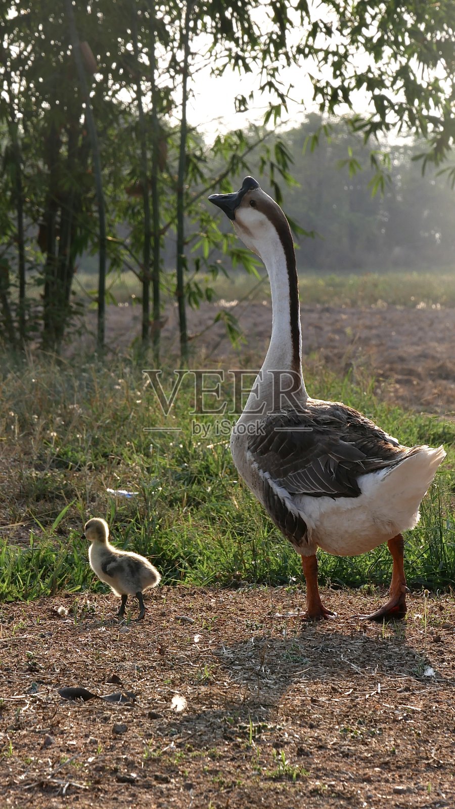 鹅妈妈和小鹅站着照片摄影图片
