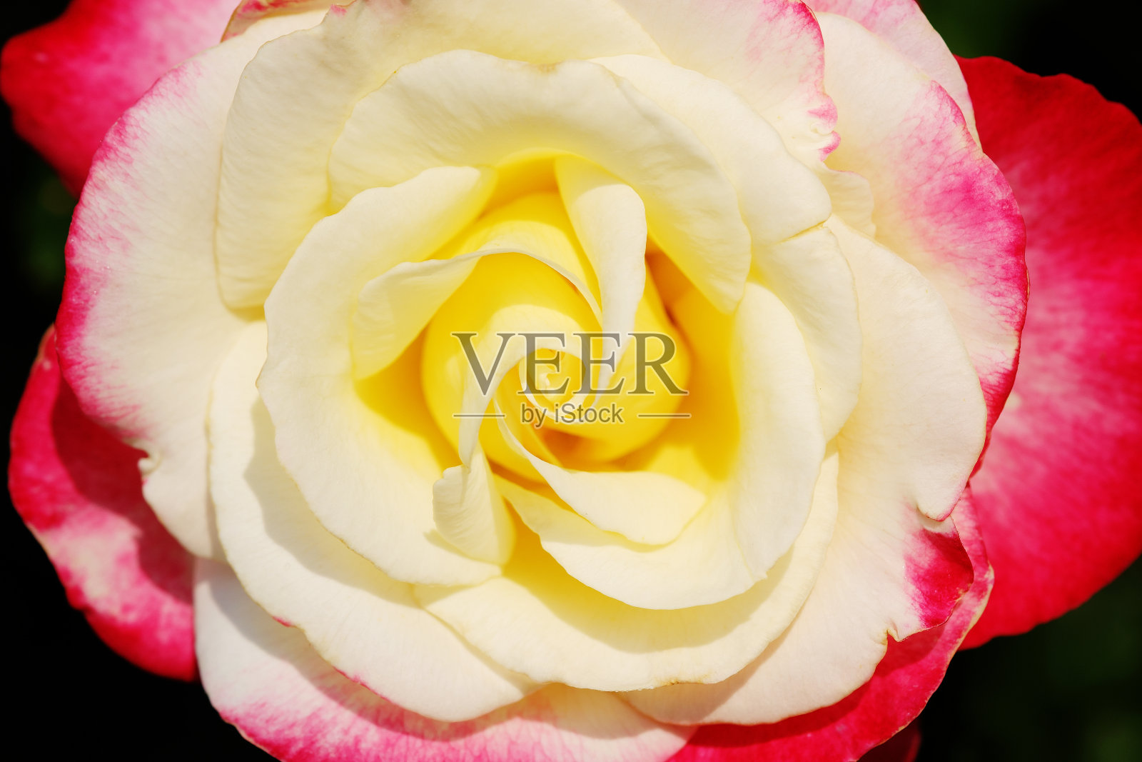 玫瑰特写照片摄影图片