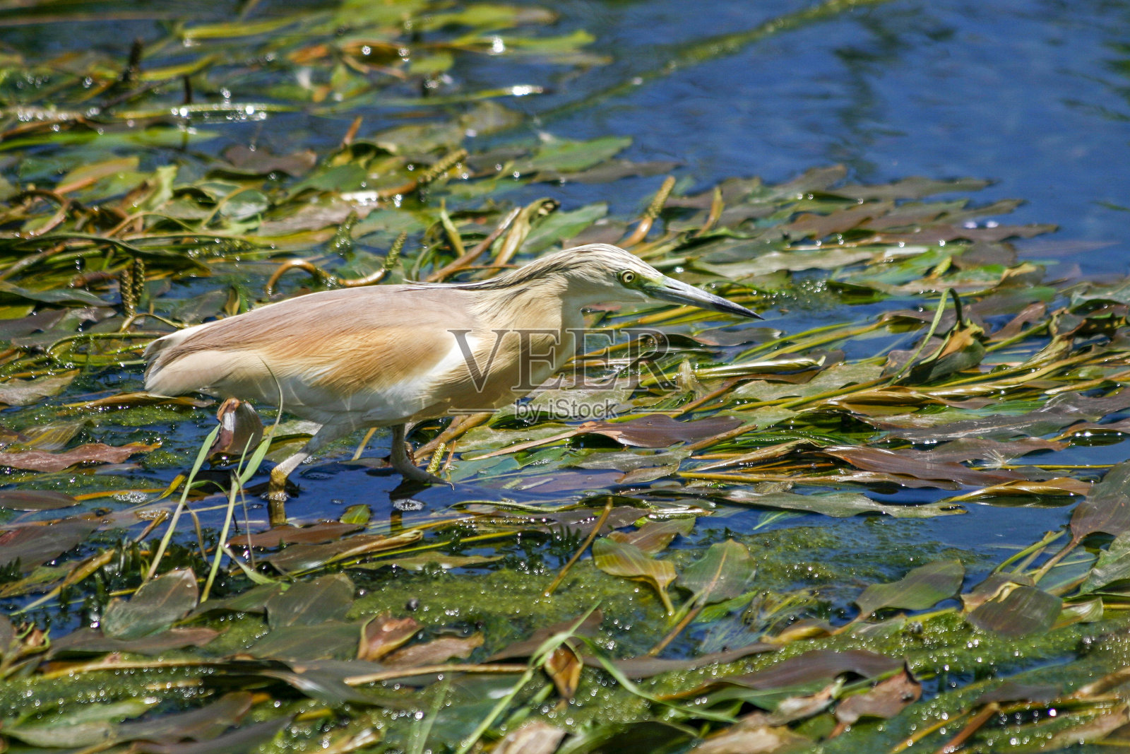 在土耳其钓鱼的Ardeola ralloides照片摄影图片