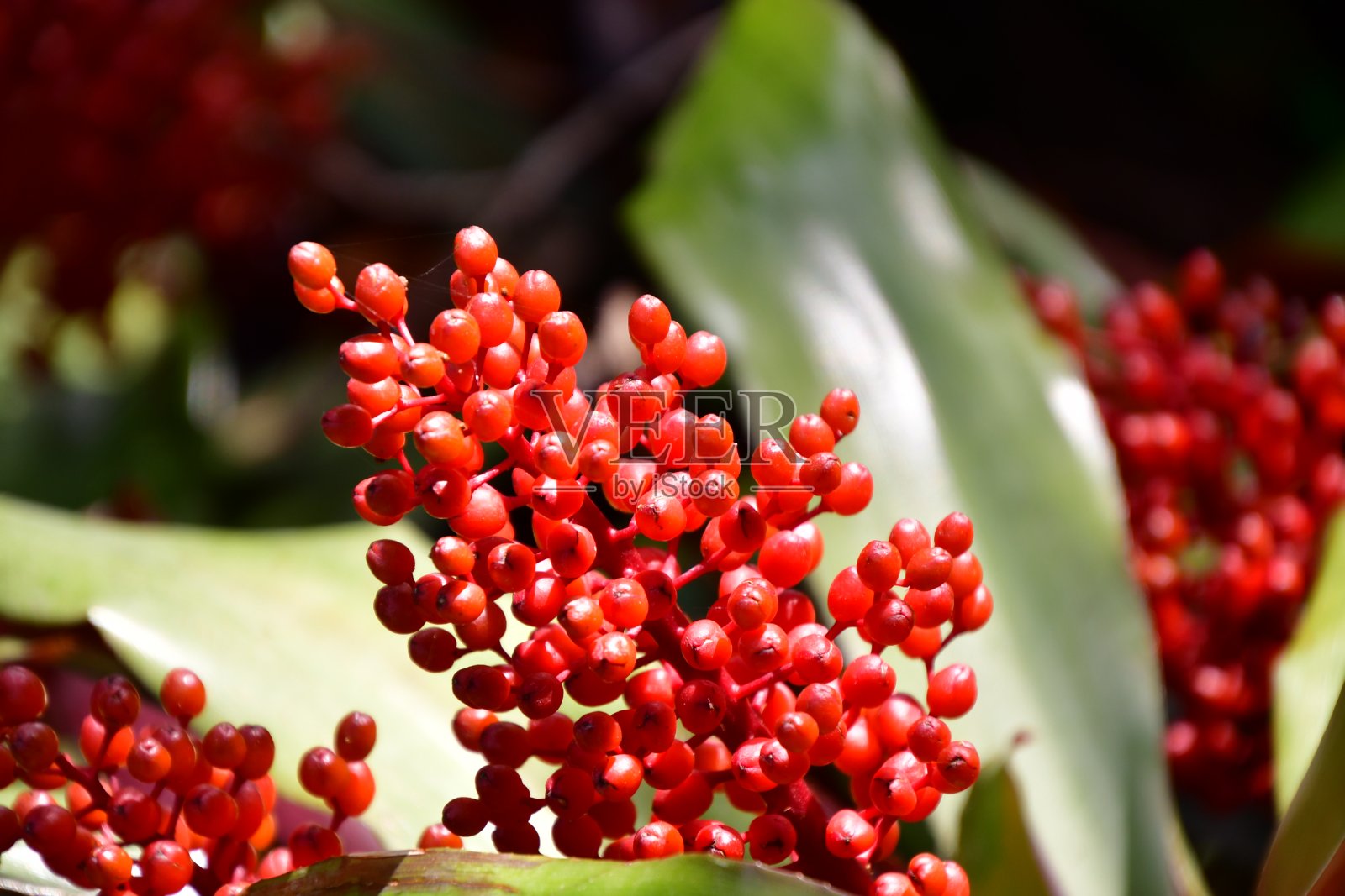 花照片摄影图片