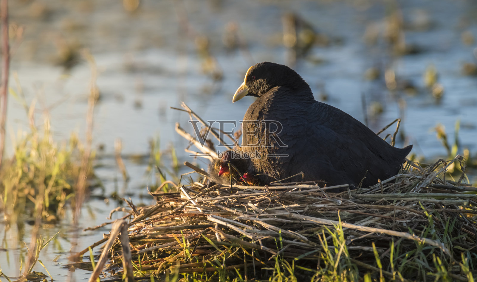 White-winged傻瓜照片摄影图片