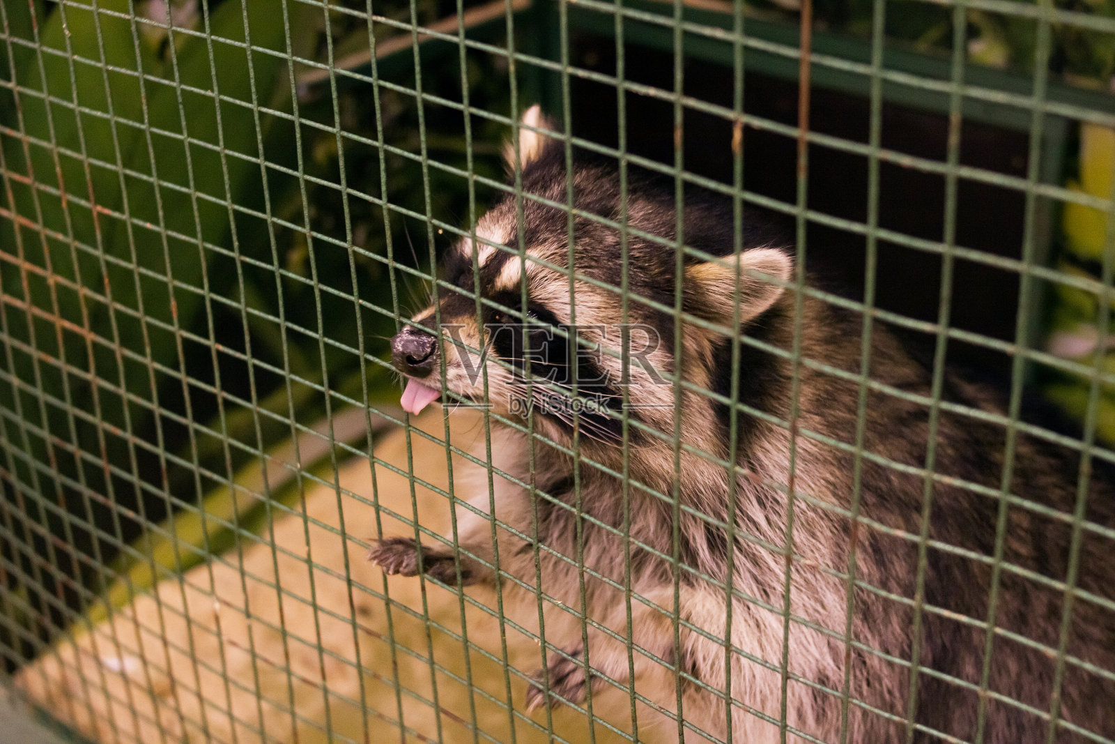 笼子里的小浣熊照片摄影图片