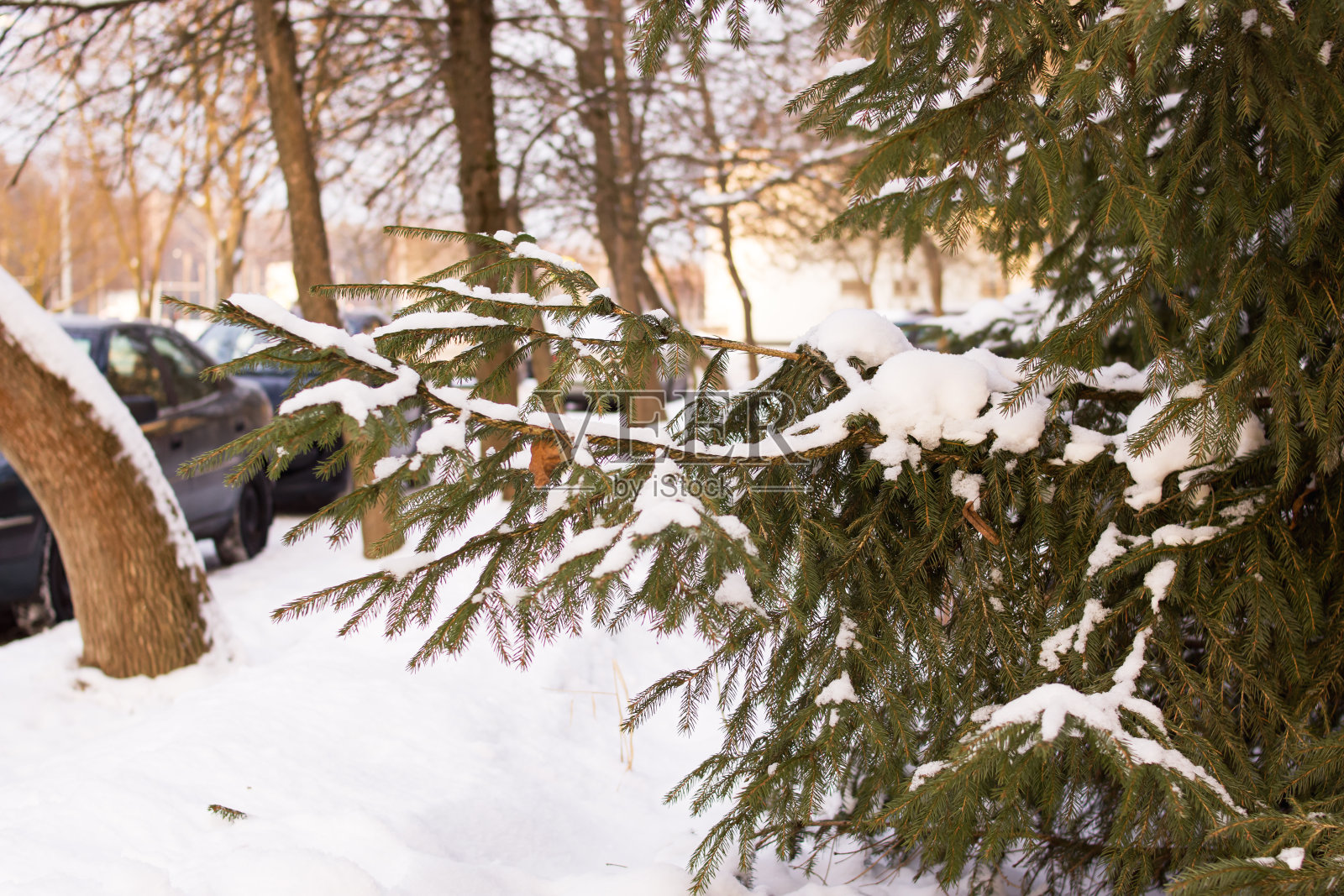 在阳光下，翠绿的云杉枝在雪中照片摄影图片