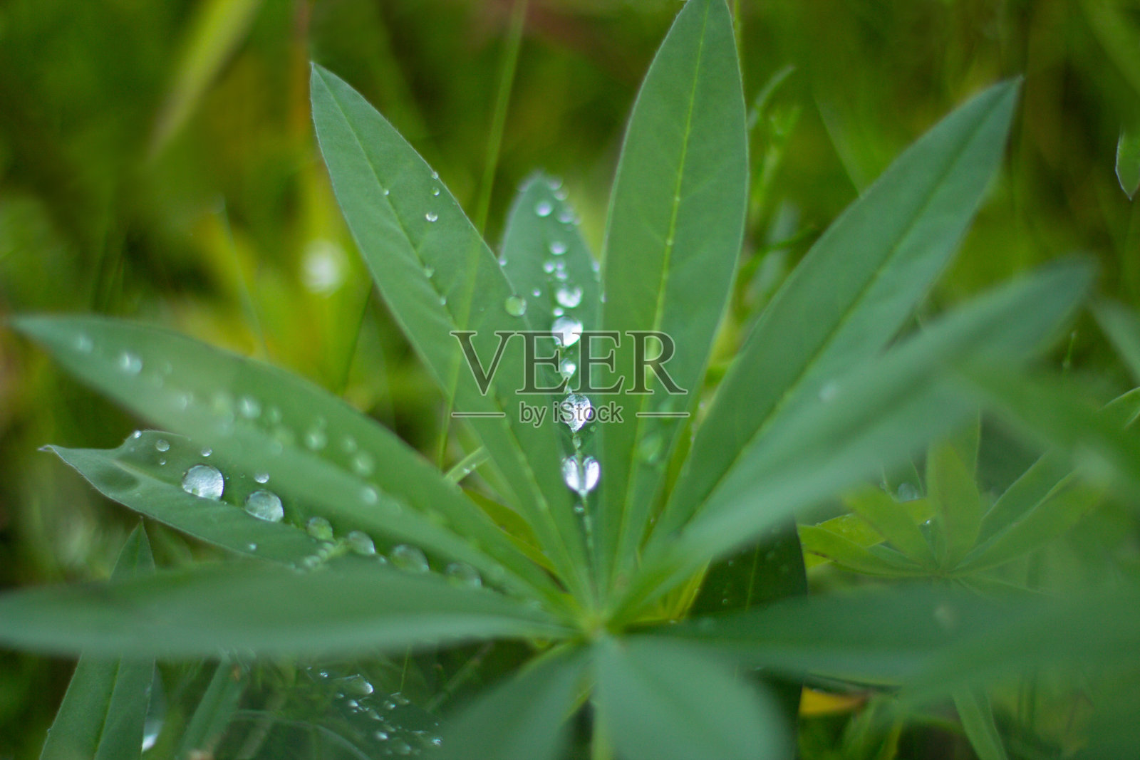 羽扇豆或羽扇豆叶近距离与模糊的背景。照片摄影图片