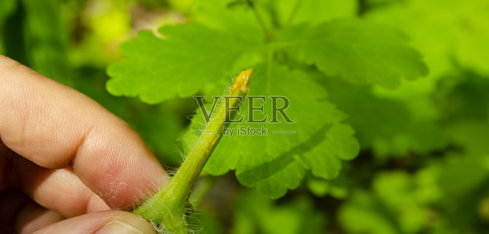 手握白屈菜叶芽也被称为:白屈菜，奶嘴草，燕尾草或龙舌兰乳胶用于去除疣。草药的概念。照片摄影图片