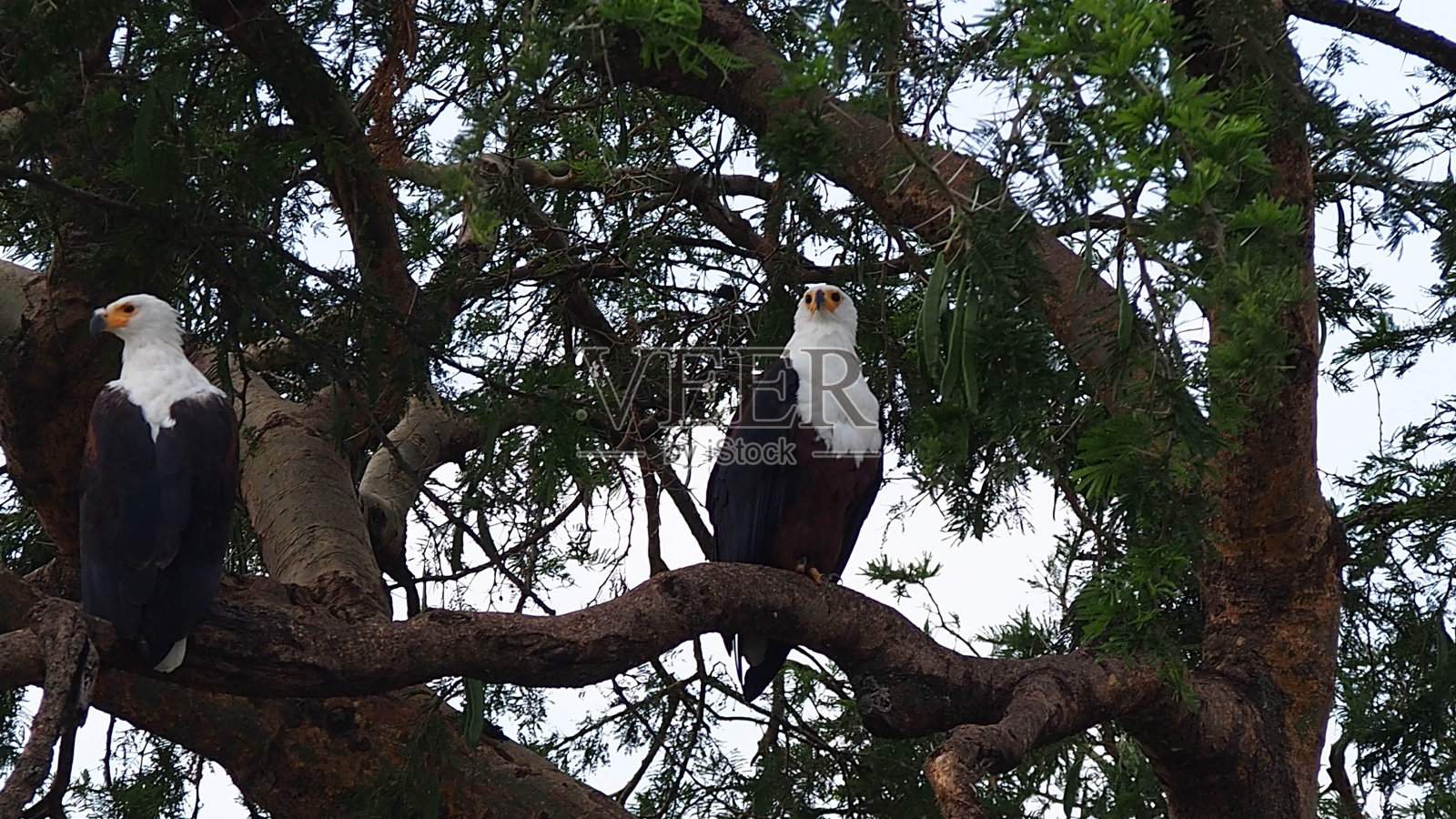 一对非洲海雕坐在树枝上照片摄影图片