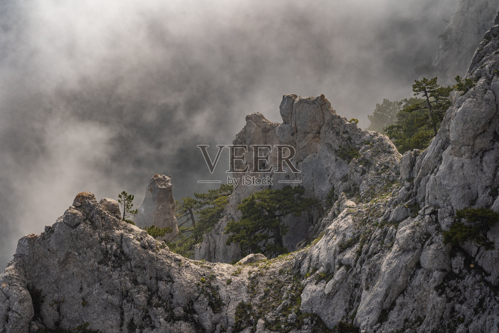 山毛榉林在山坡上的一个自然保护区照片摄影图片