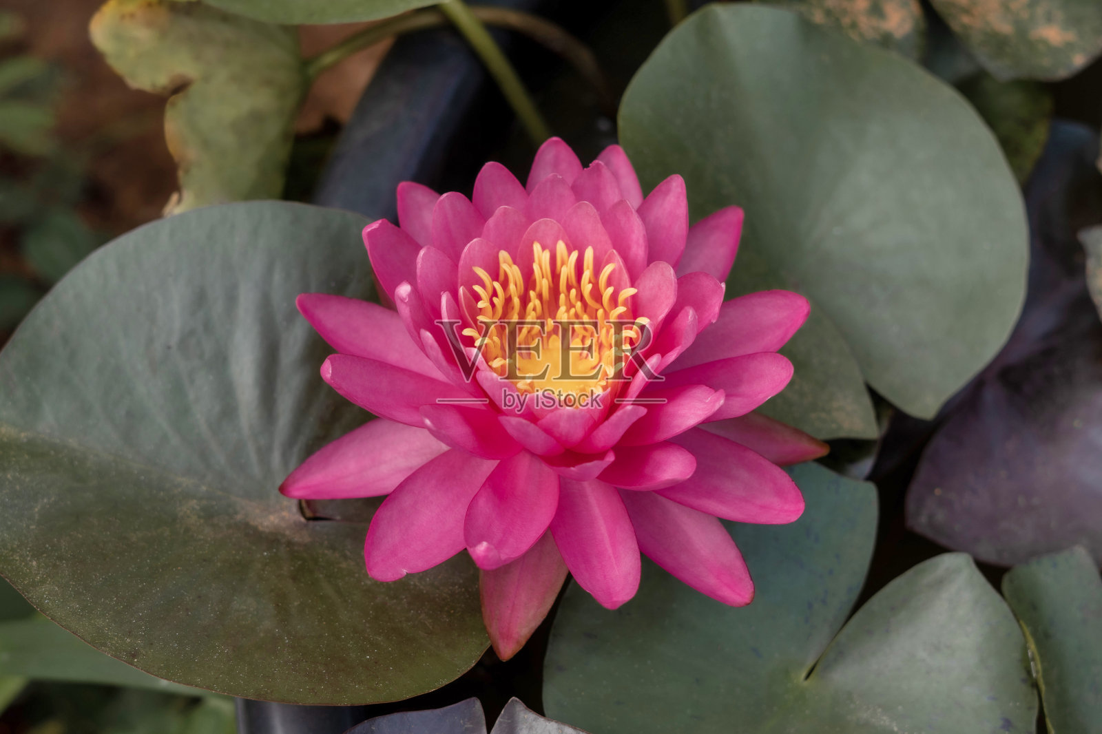 佩里的火蛋白石睡莲。圆形，浅粉红色到深褐色的花照片摄影图片