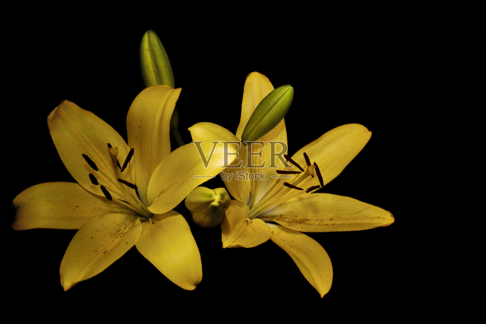 黑色背景的亚洲黄色百合照片摄影图片
