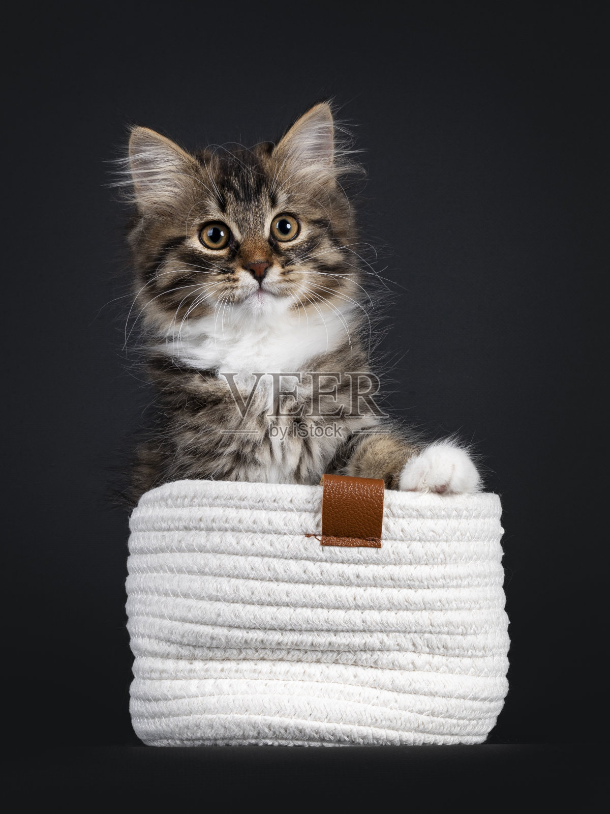 黑色背景上的西伯利亚小猫照片摄影图片