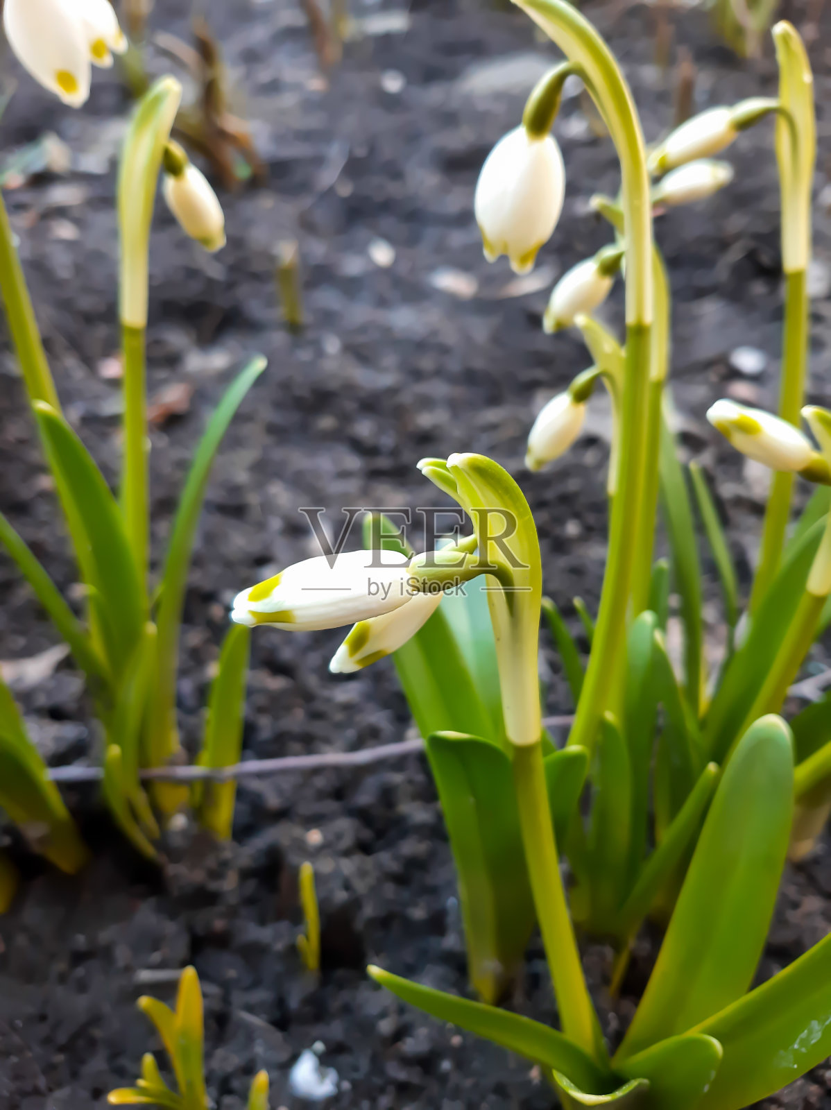 三月春花盛开照片摄影图片