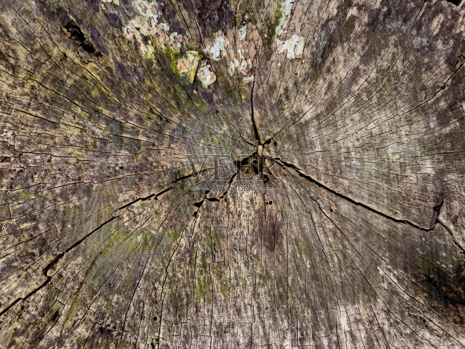 树横截面照片摄影图片