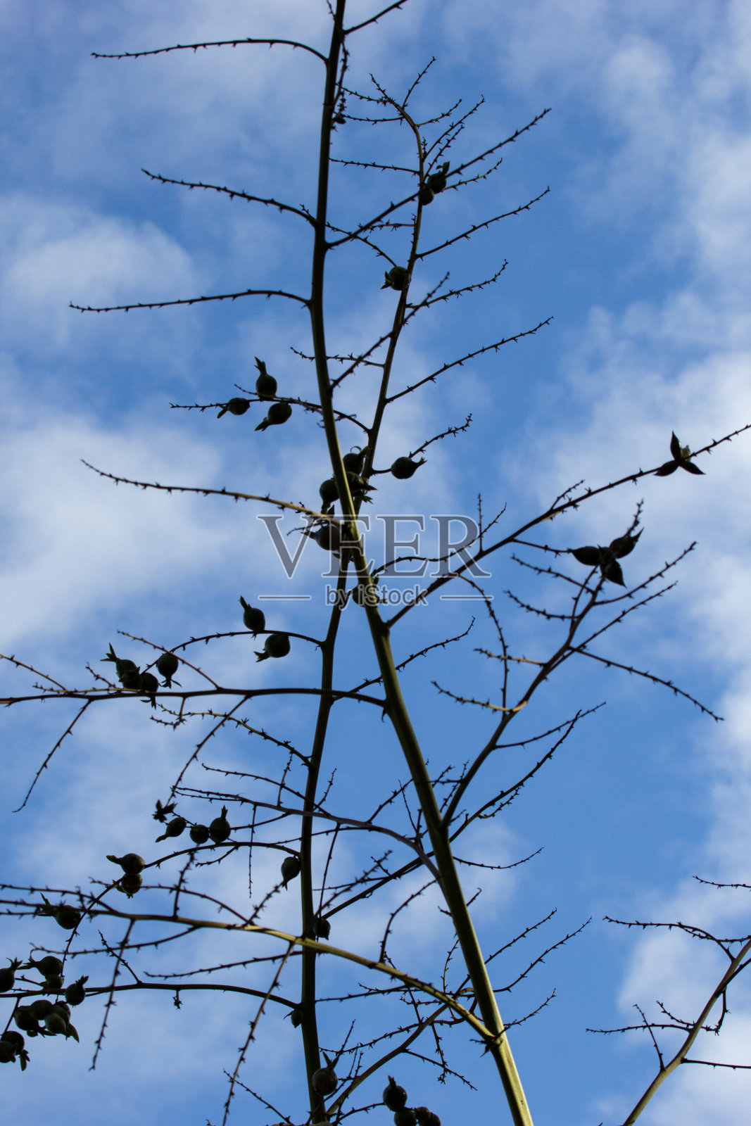 有红色、粉色、灰色和绿色的龙舌兰照片摄影图片