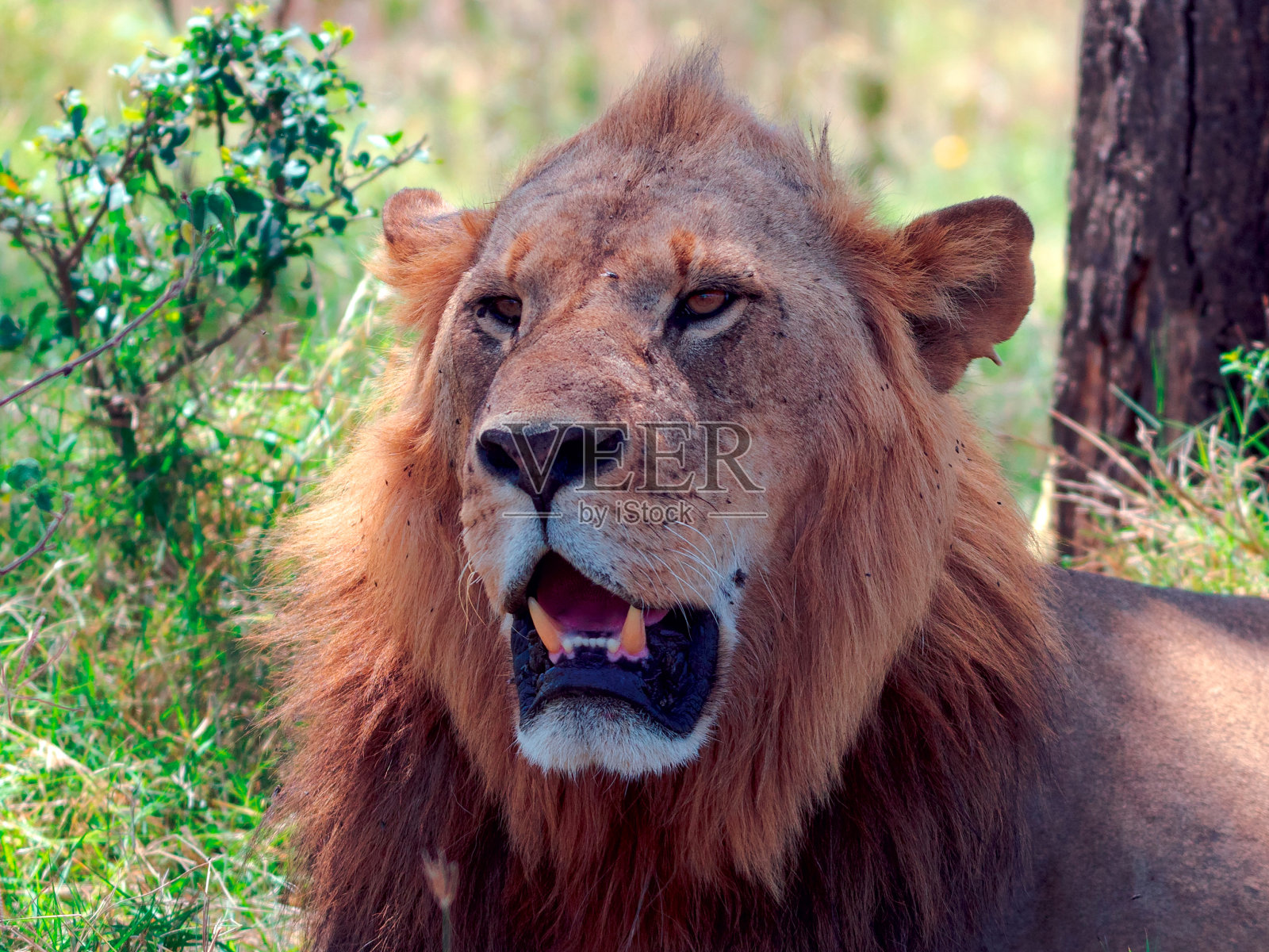 老狮子照片摄影图片