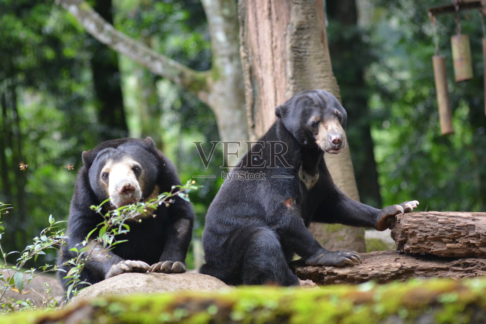 马来熊，马来熊照片摄影图片