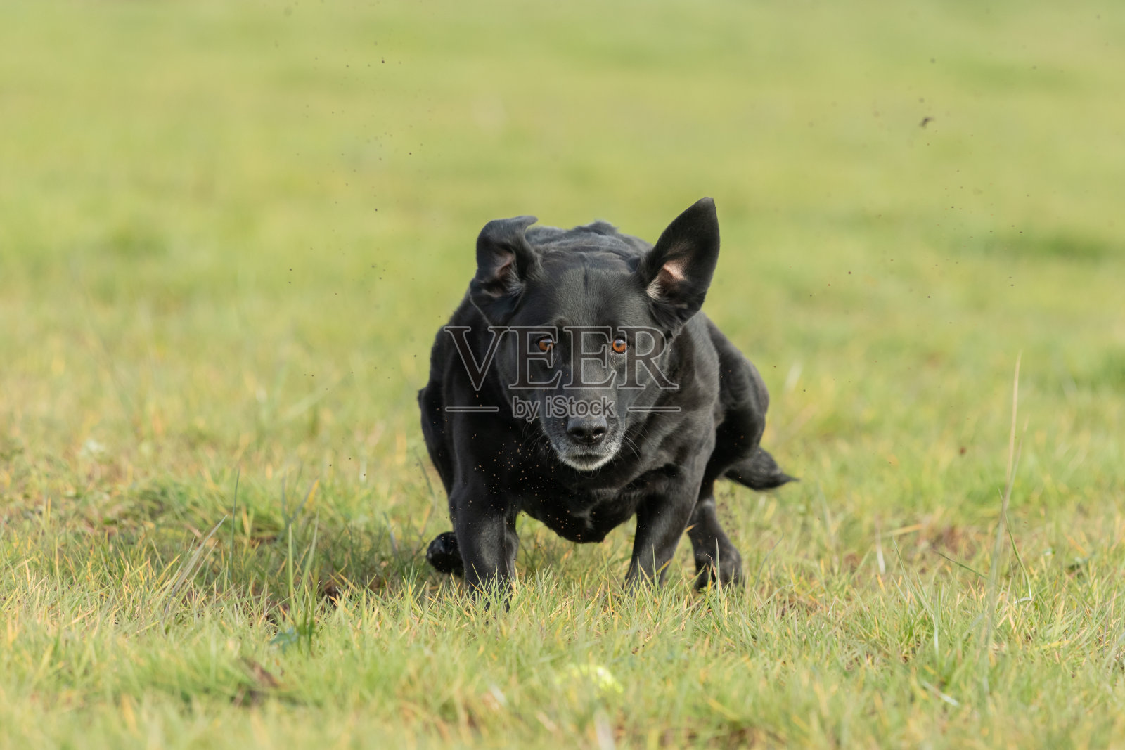 黑色拉布拉多照片摄影图片