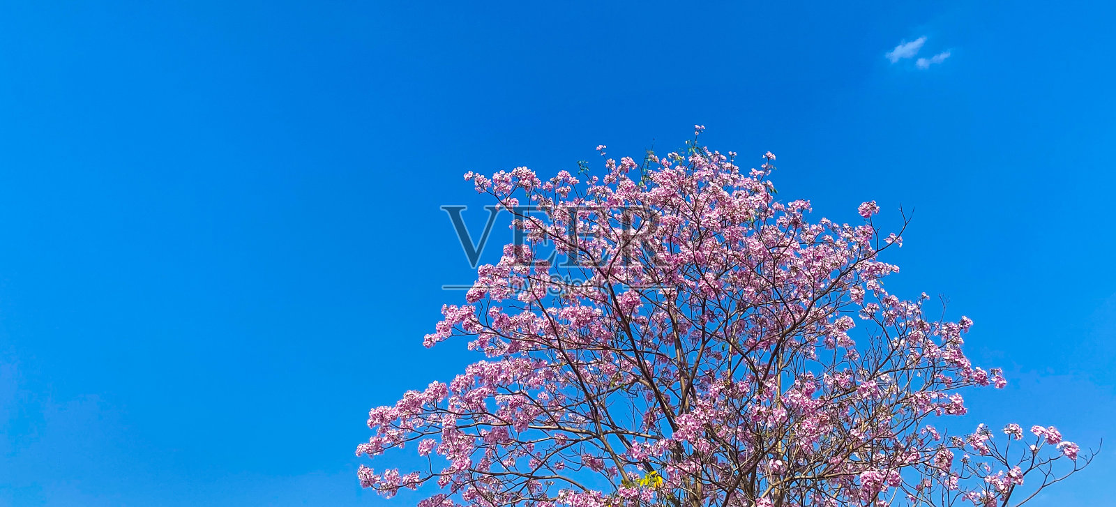 蓝色背景的春花和云雾照片摄影图片