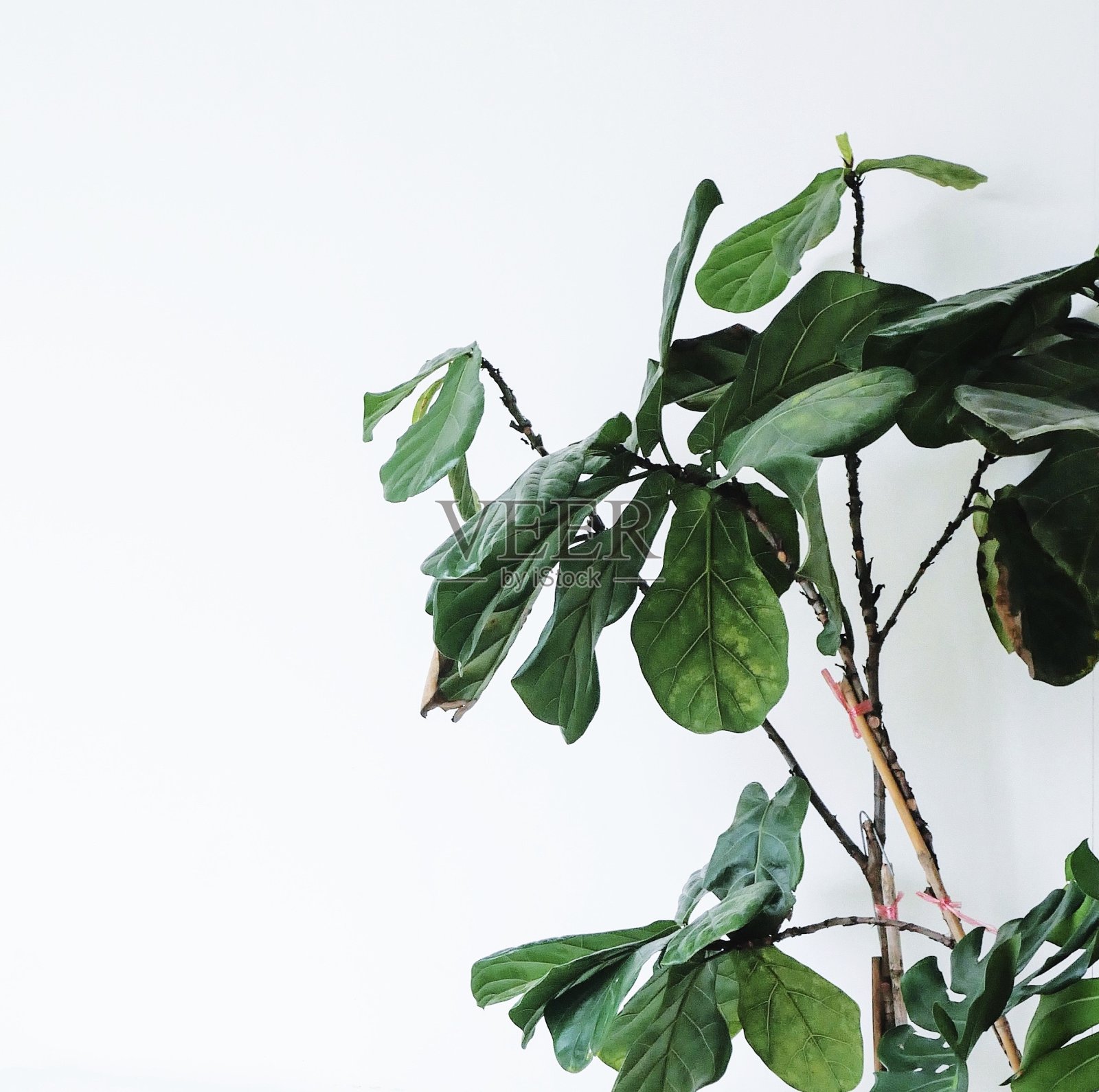 青叶无花果树是一种常见的热带室内观赏植物，被孤立在白色的背景上，包括修剪路径。照片摄影图片