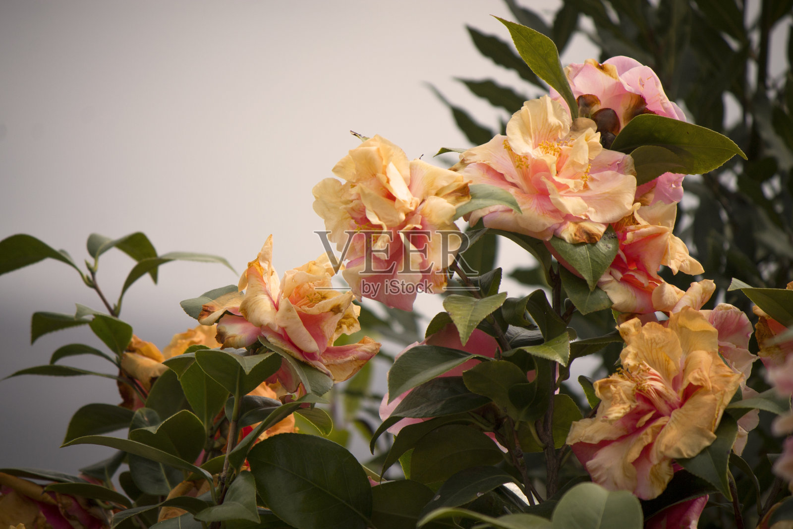 粉红色的野玫瑰在春天盛开照片摄影图片