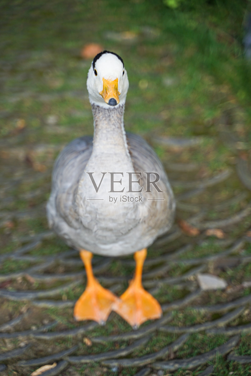 斑驳的鹅和鸭子站在路边发呆照片摄影图片
