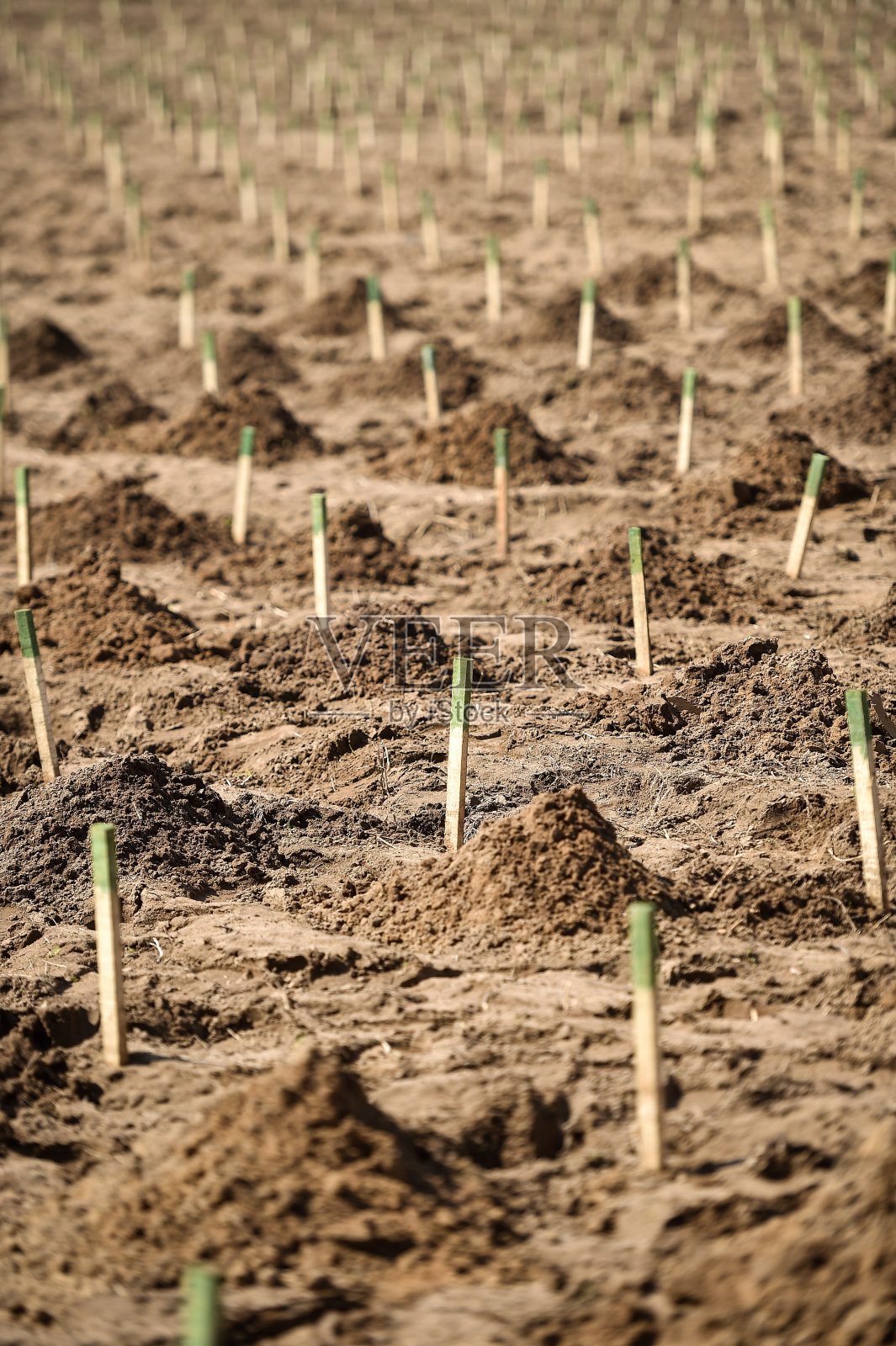在干旱的土地上植树防沙治沙照片摄影图片