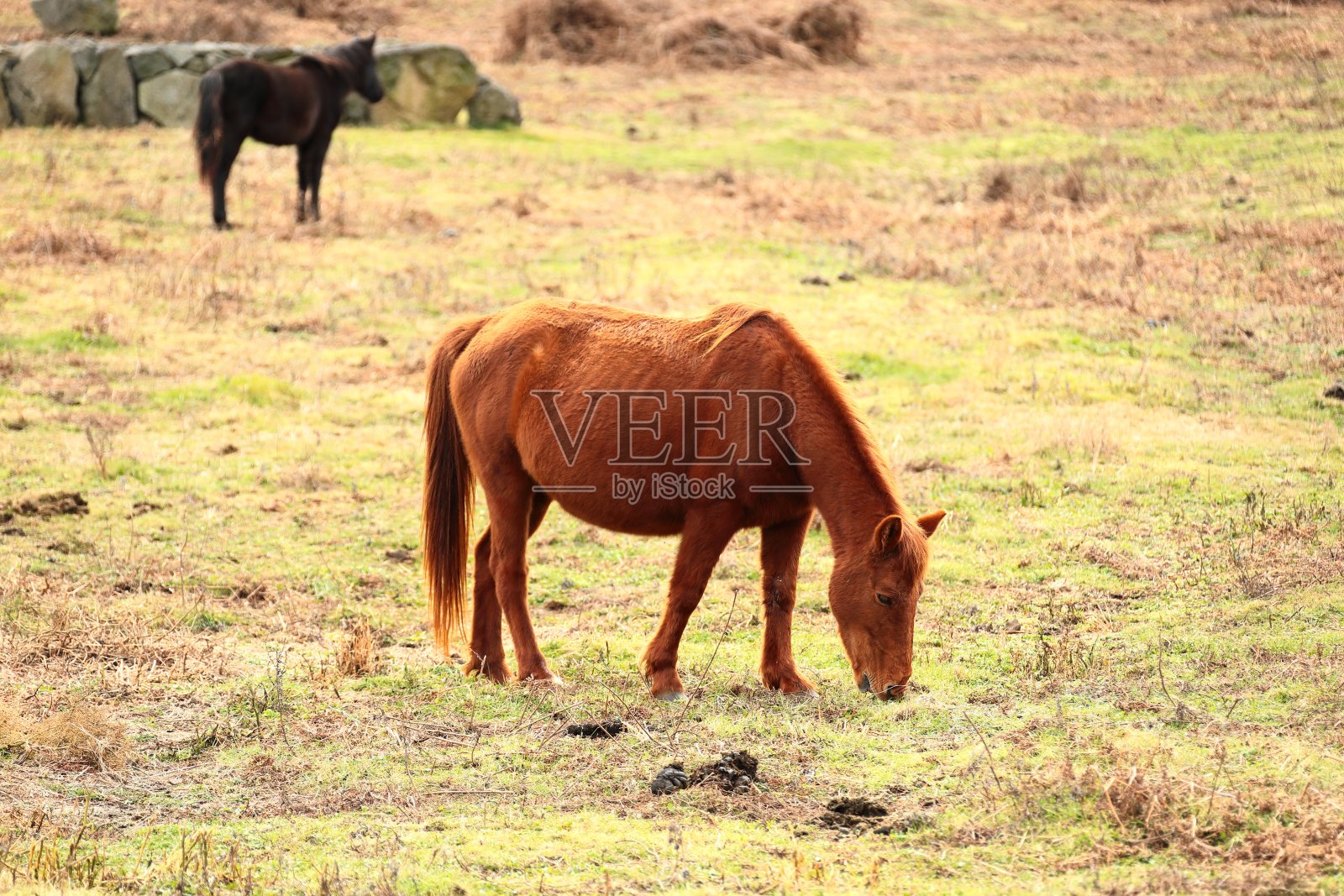 马场，马场，牧场，鸟草，哈拉山，草地，田野，夜景，照片摄影图片