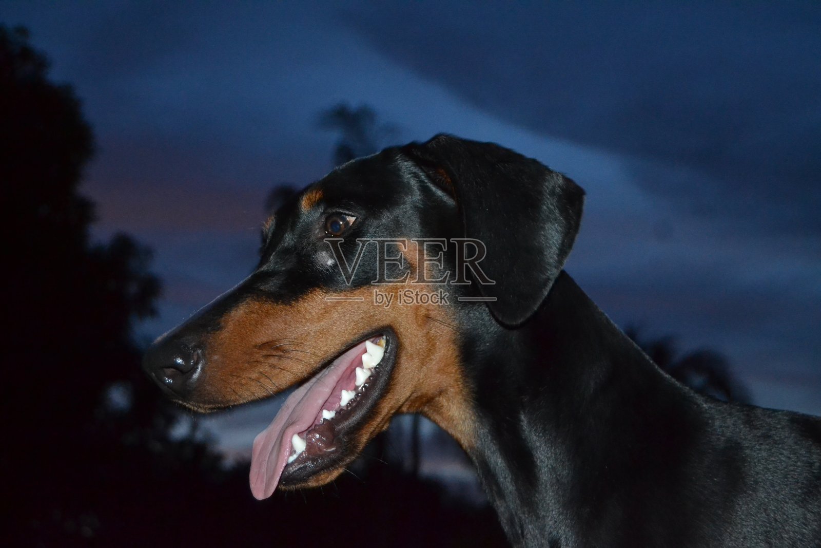杜宾犬的头在晚上照片摄影图片