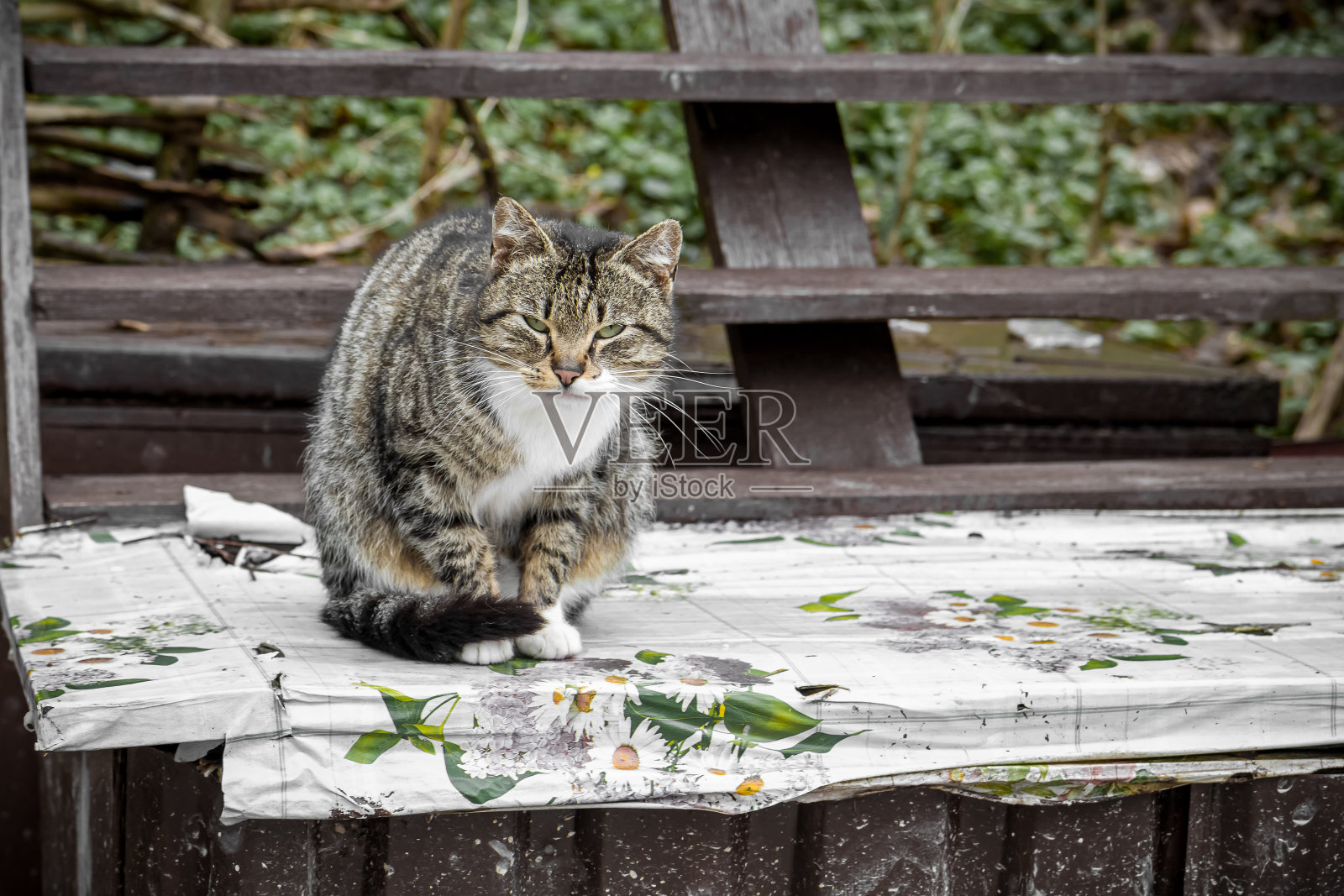 街上一只流浪的彩色猫。照片摄影图片