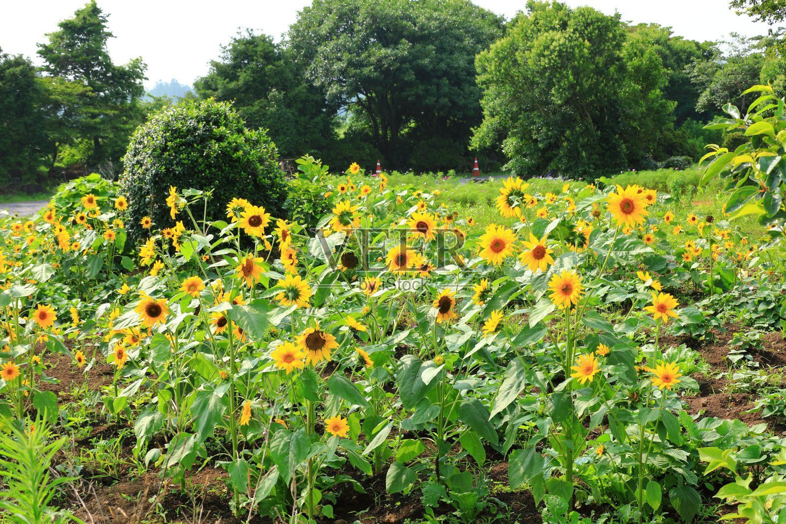 济州山、汉拉山、中山、乡村、草原、牧场、樱花、春花、荞麦花、田野、风景、照片摄影图片
