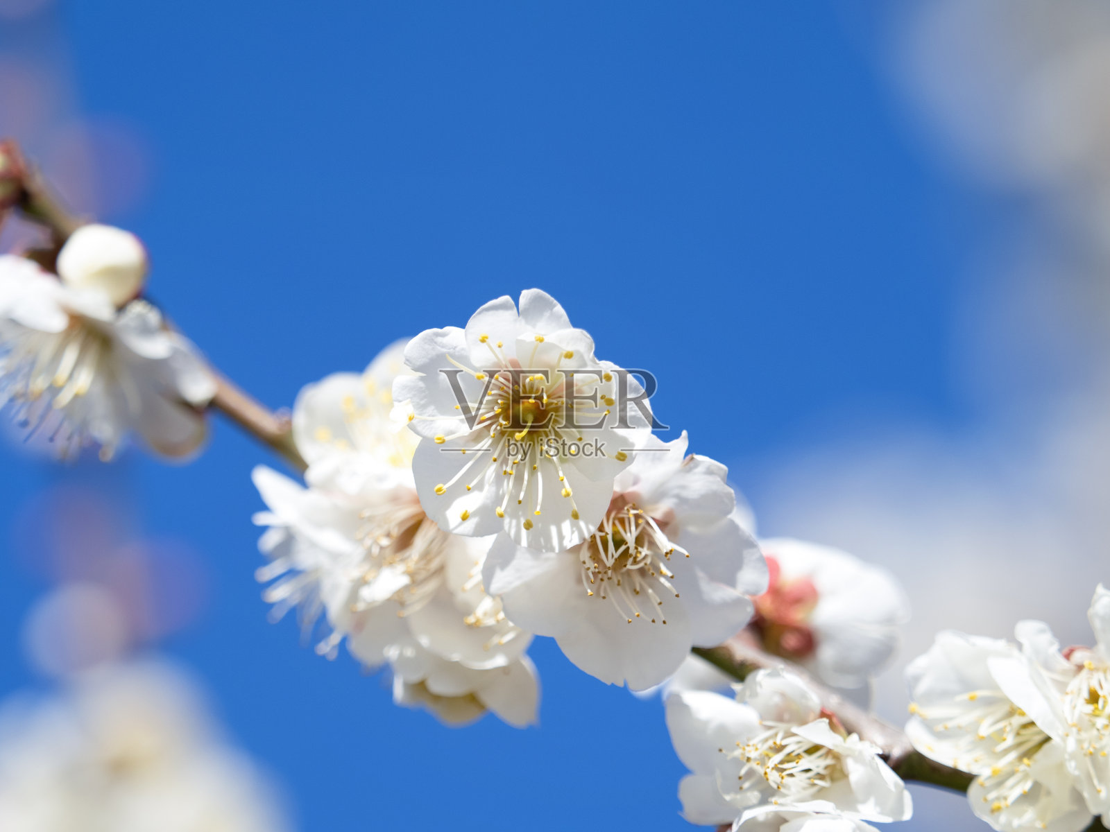 日本白梅花照片摄影图片